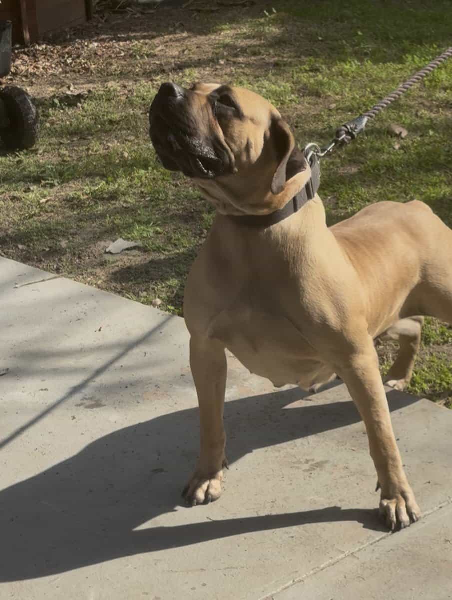 South African Boerboels image 5