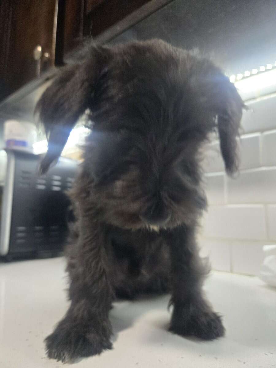 MINI SCHNAUZERS image 4