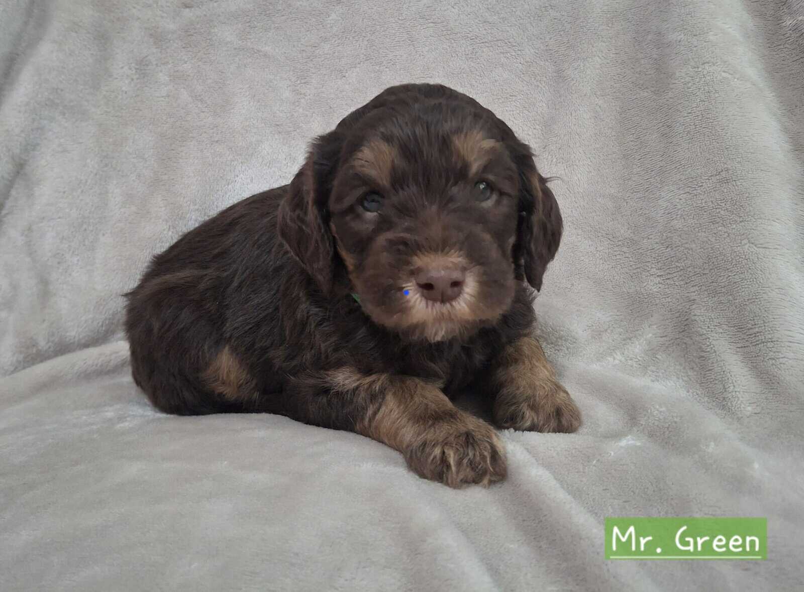 F1b Sheepadoodle puppies image 6