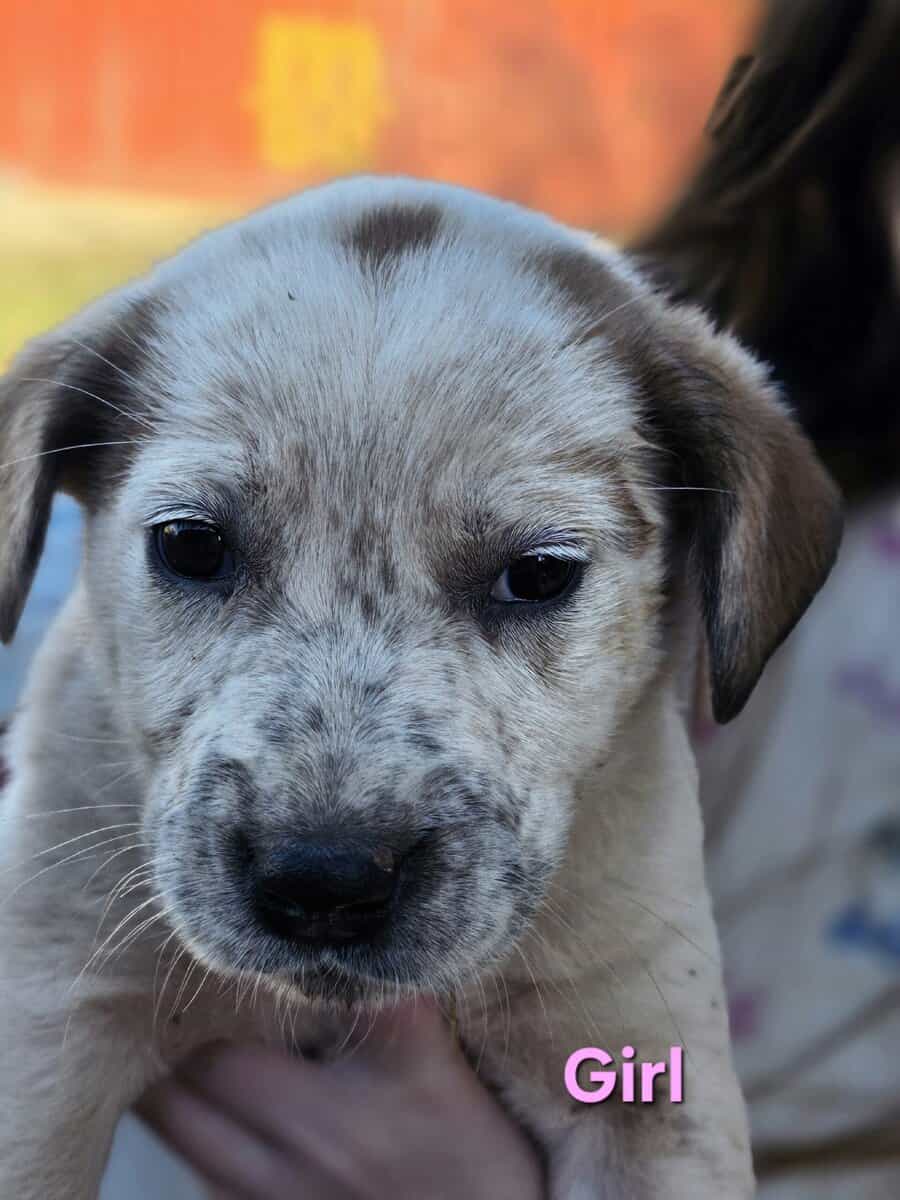Puppies image 1