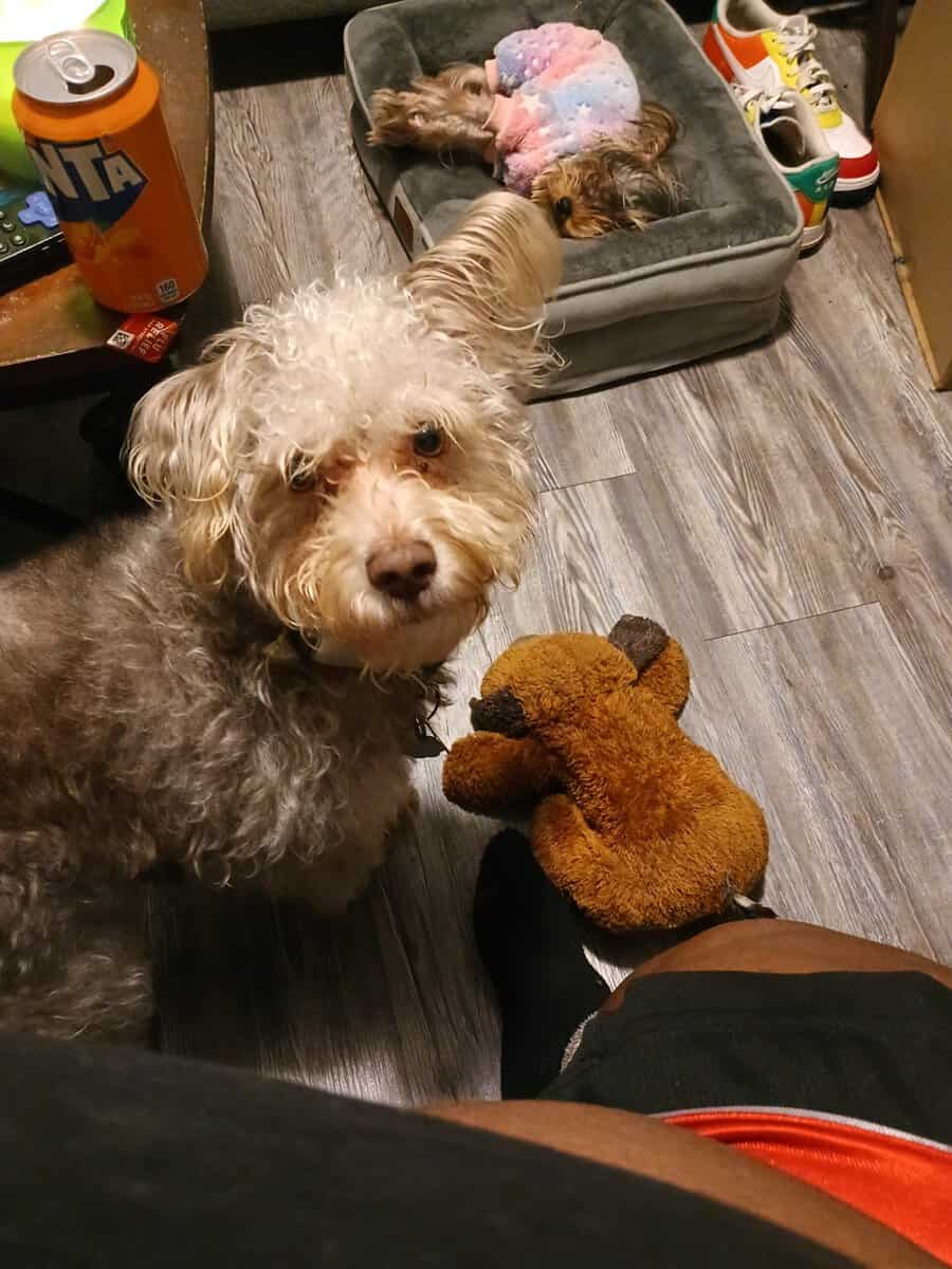 Rehoming my schnoodle image 5