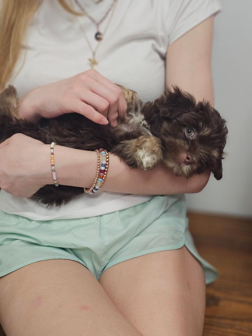 AKC 2 puppies image 4
