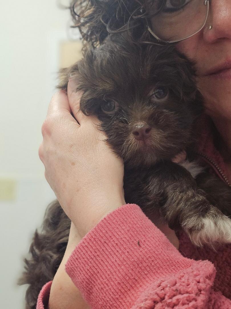 AKC 2 puppies image 3