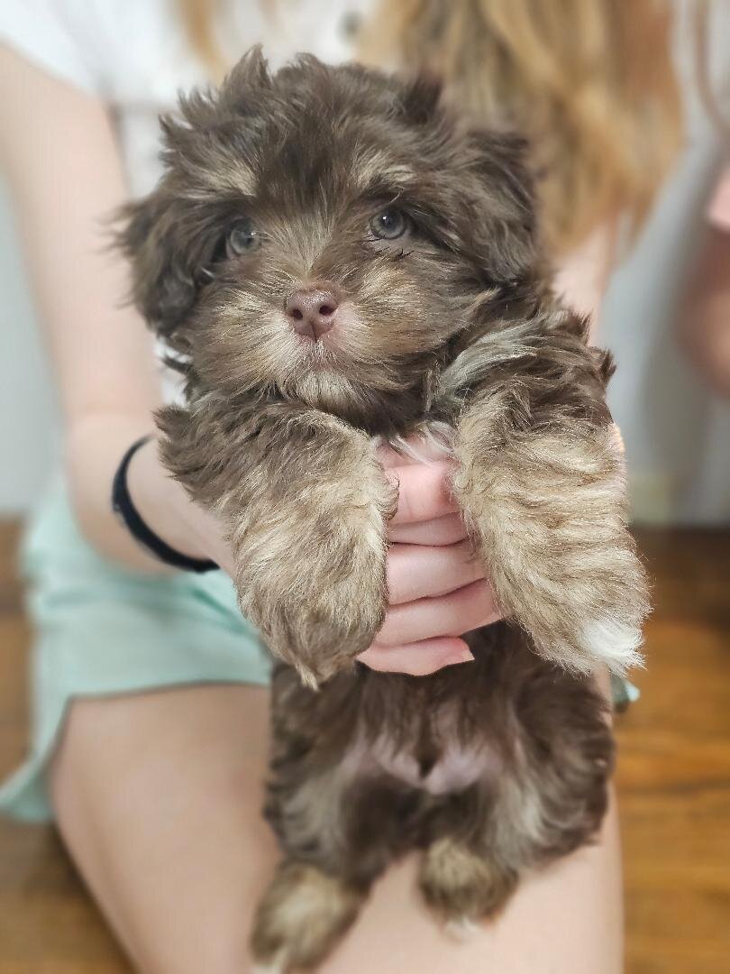 AKC 2 puppies image 2