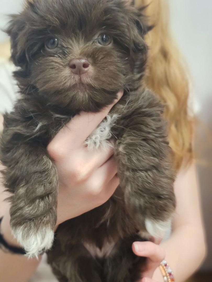 AKC 2 puppies image 1