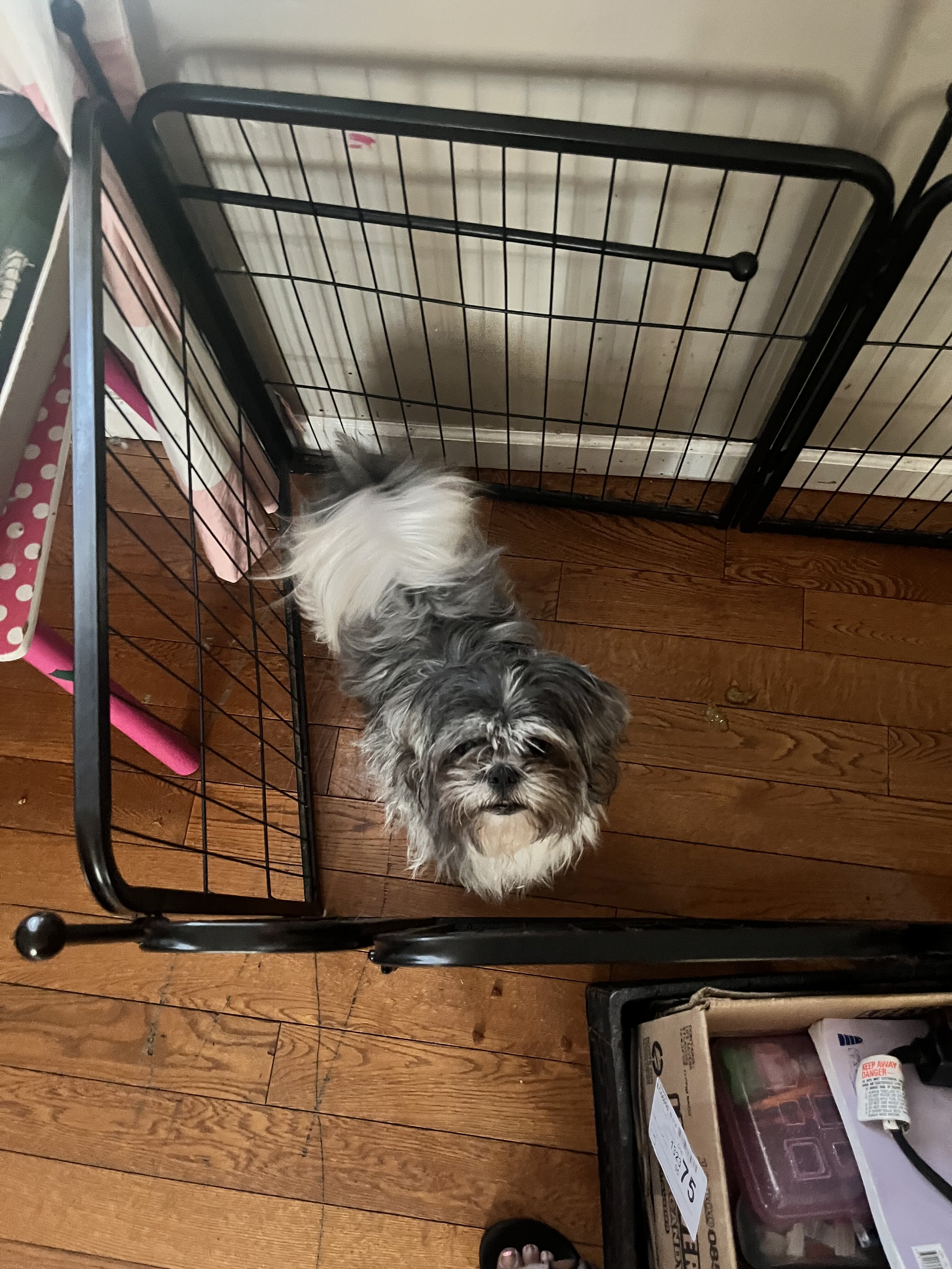 Adorable Pups image 4