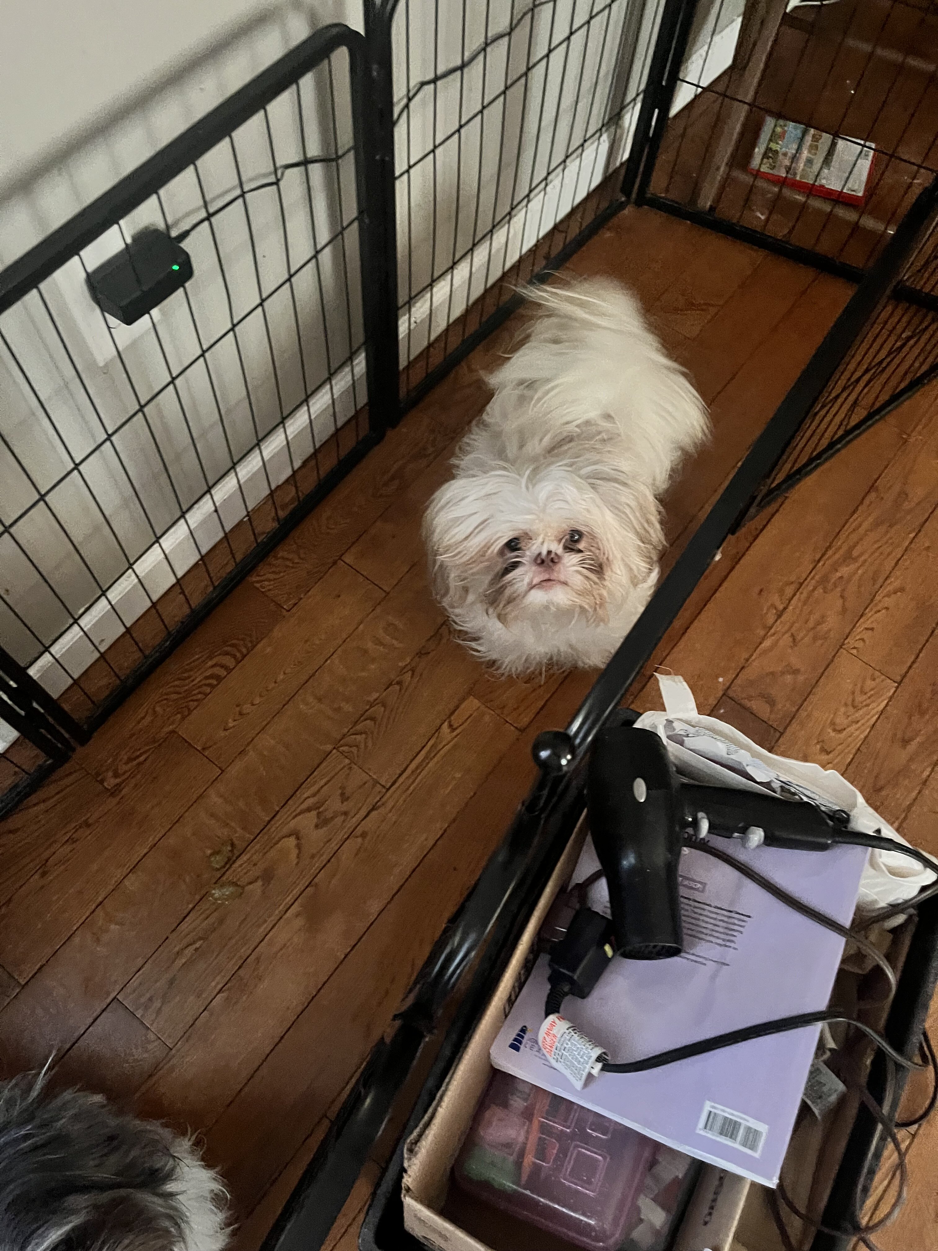 Adorable Pups image 5