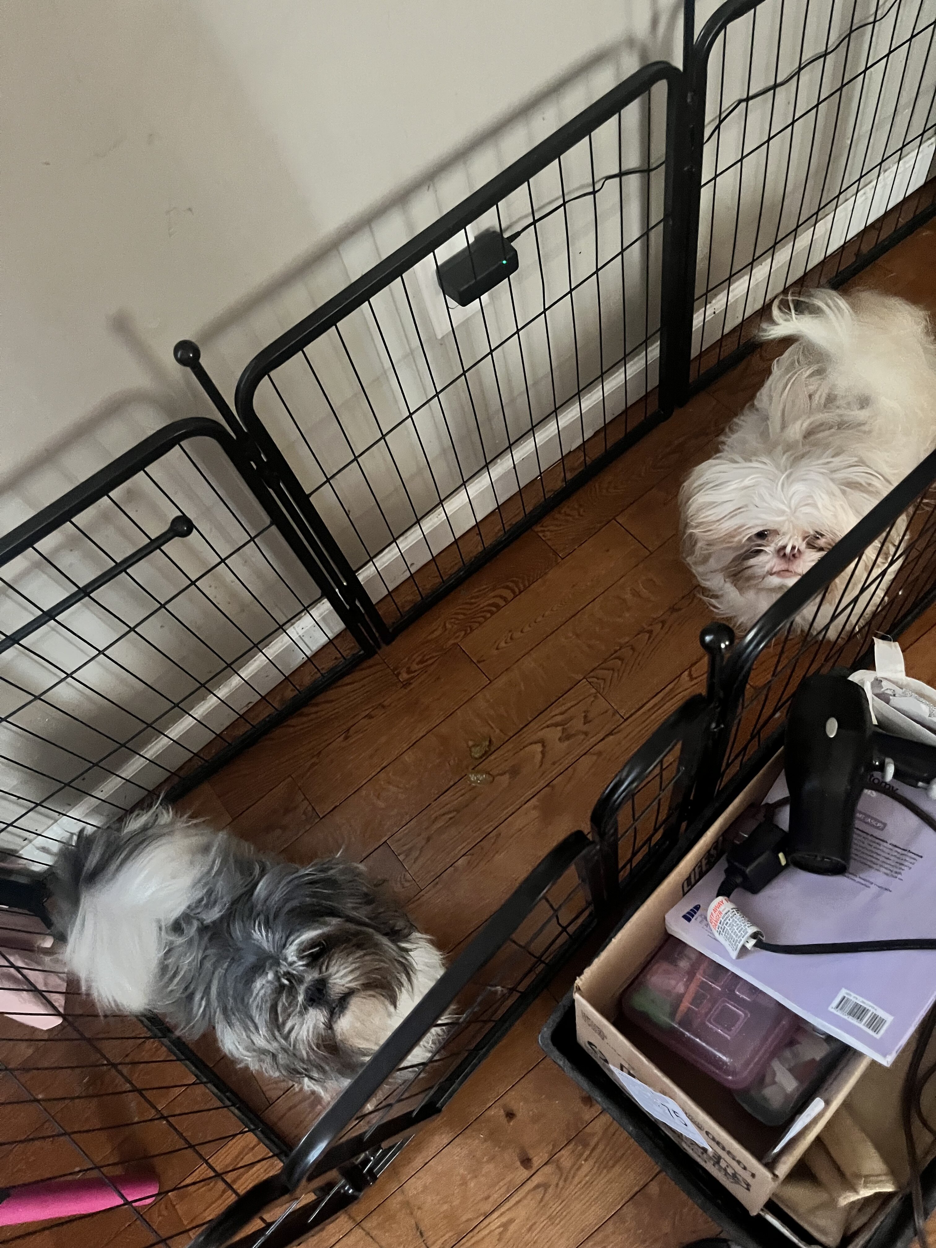 Adorable Pups image 2
