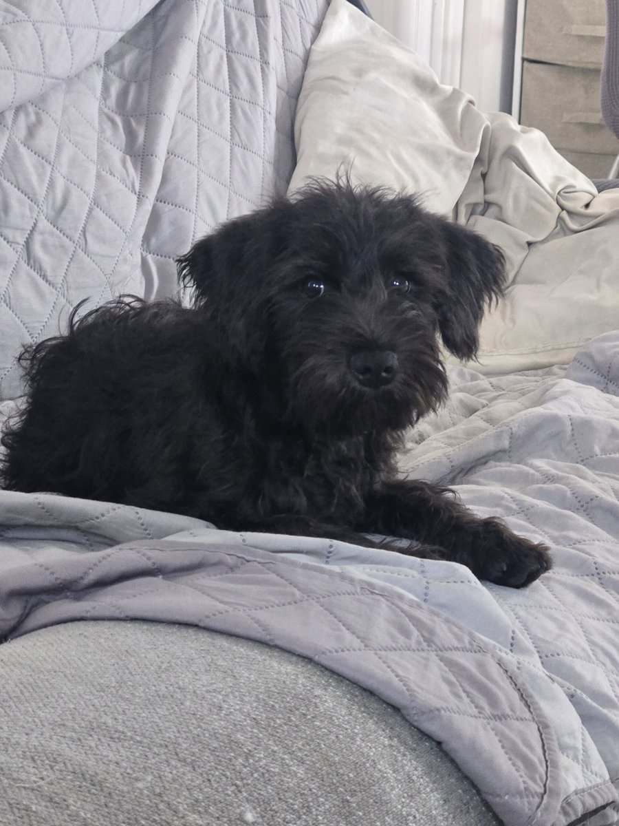 MINI SCHNAUZERS image 6