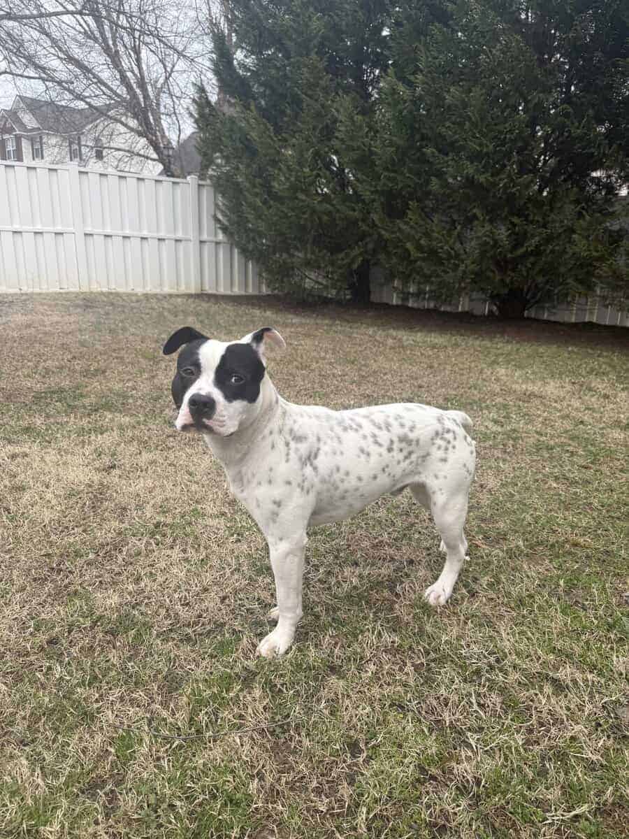 Bugsy - Pitty Mix - 9/10 Months Old image 2
