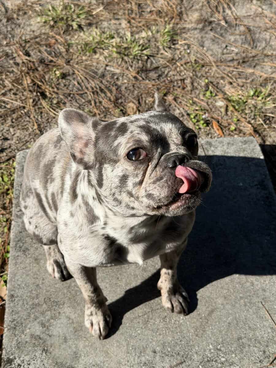AKC Miniature Frenchie image 4