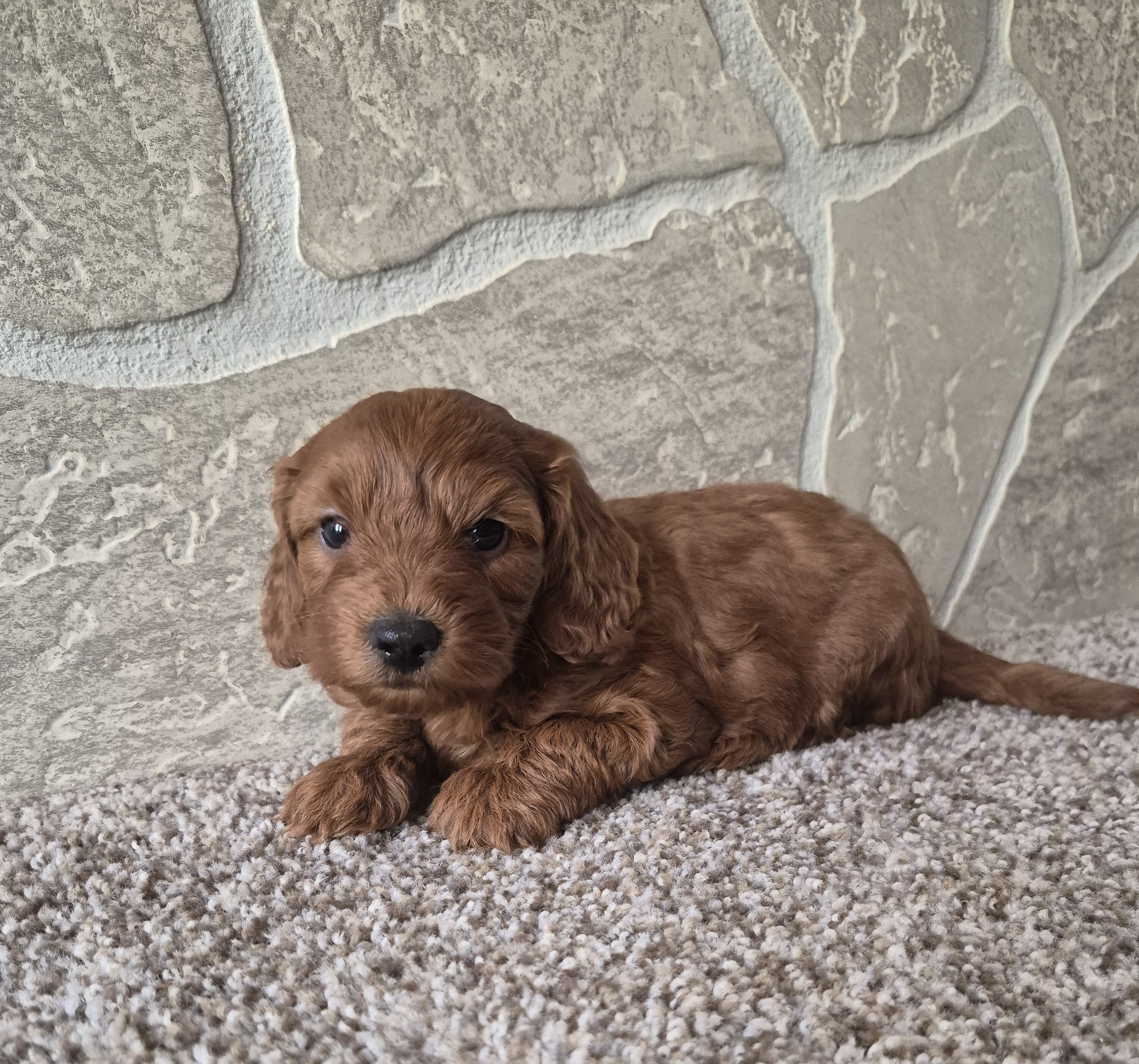 Dolly (cavapoo) image 1