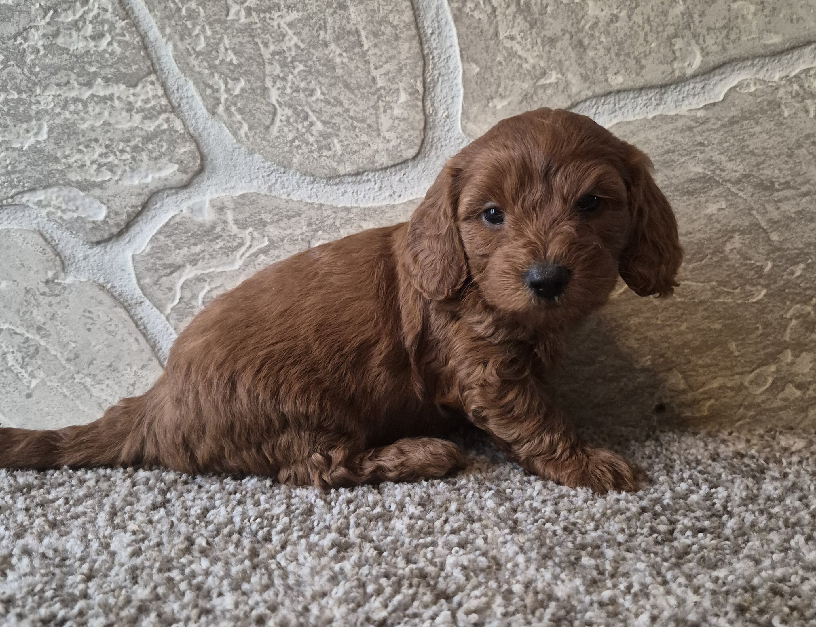 Dolly (cavapoo) image 4