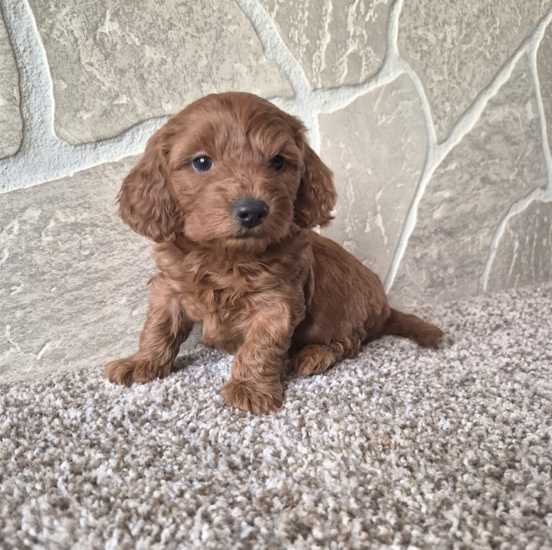 Dolly (cavapoo) image 2
