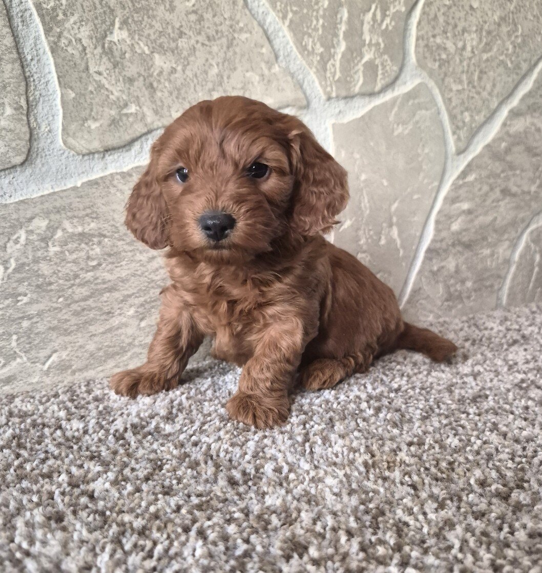 Dolly (cavapoo) image 3