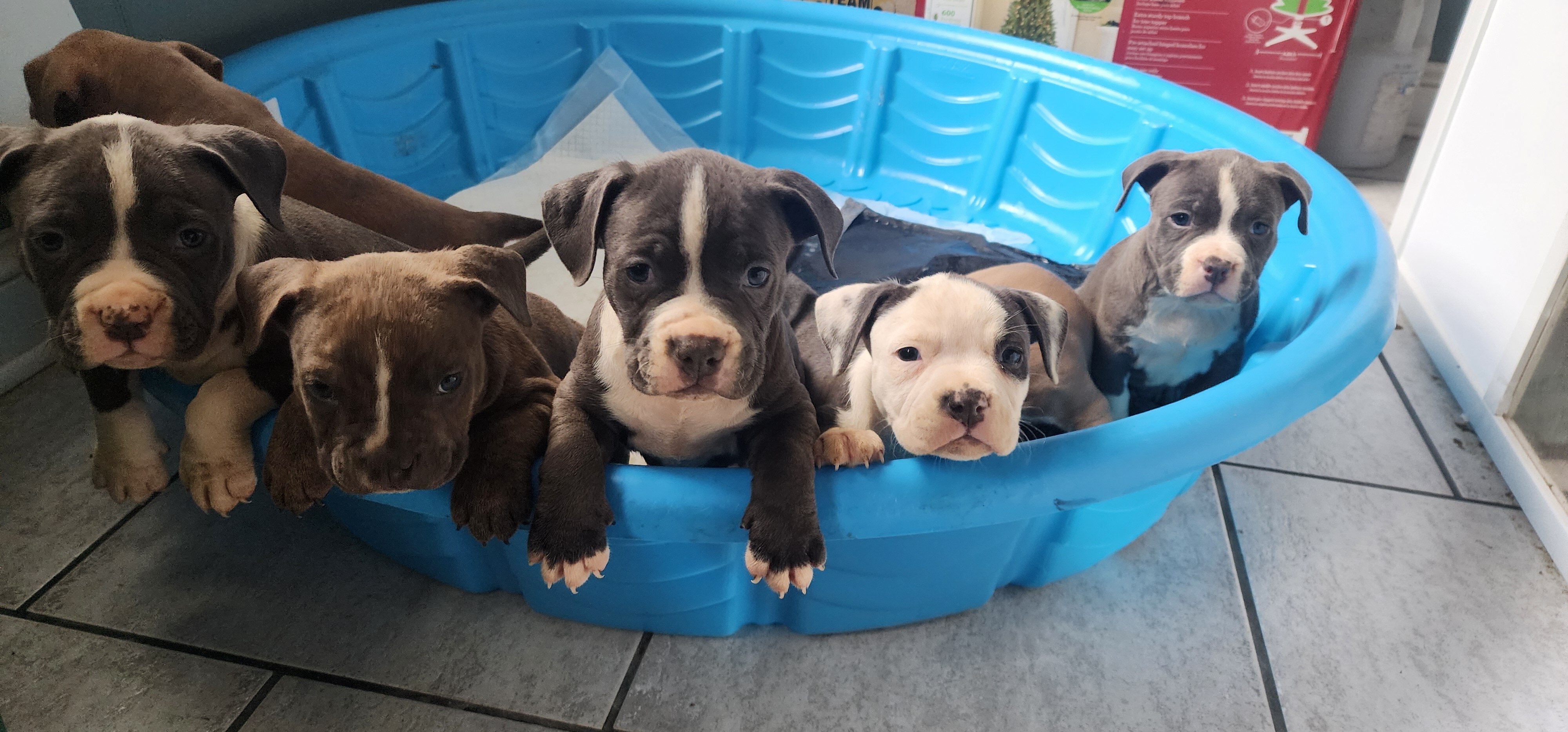 UKC Registered American Bully Puppies image 1