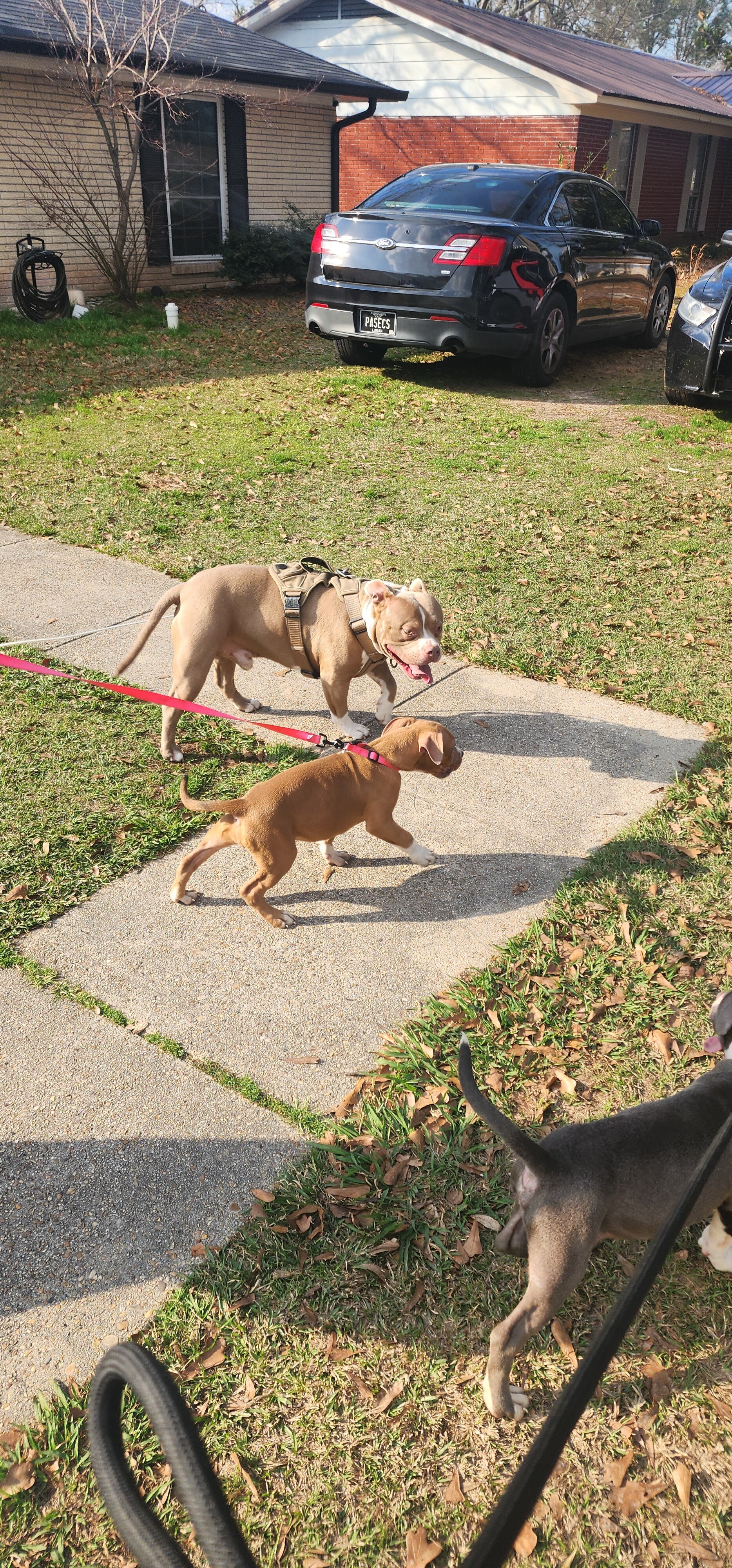 UKC Registered American Bully Puppies image 5