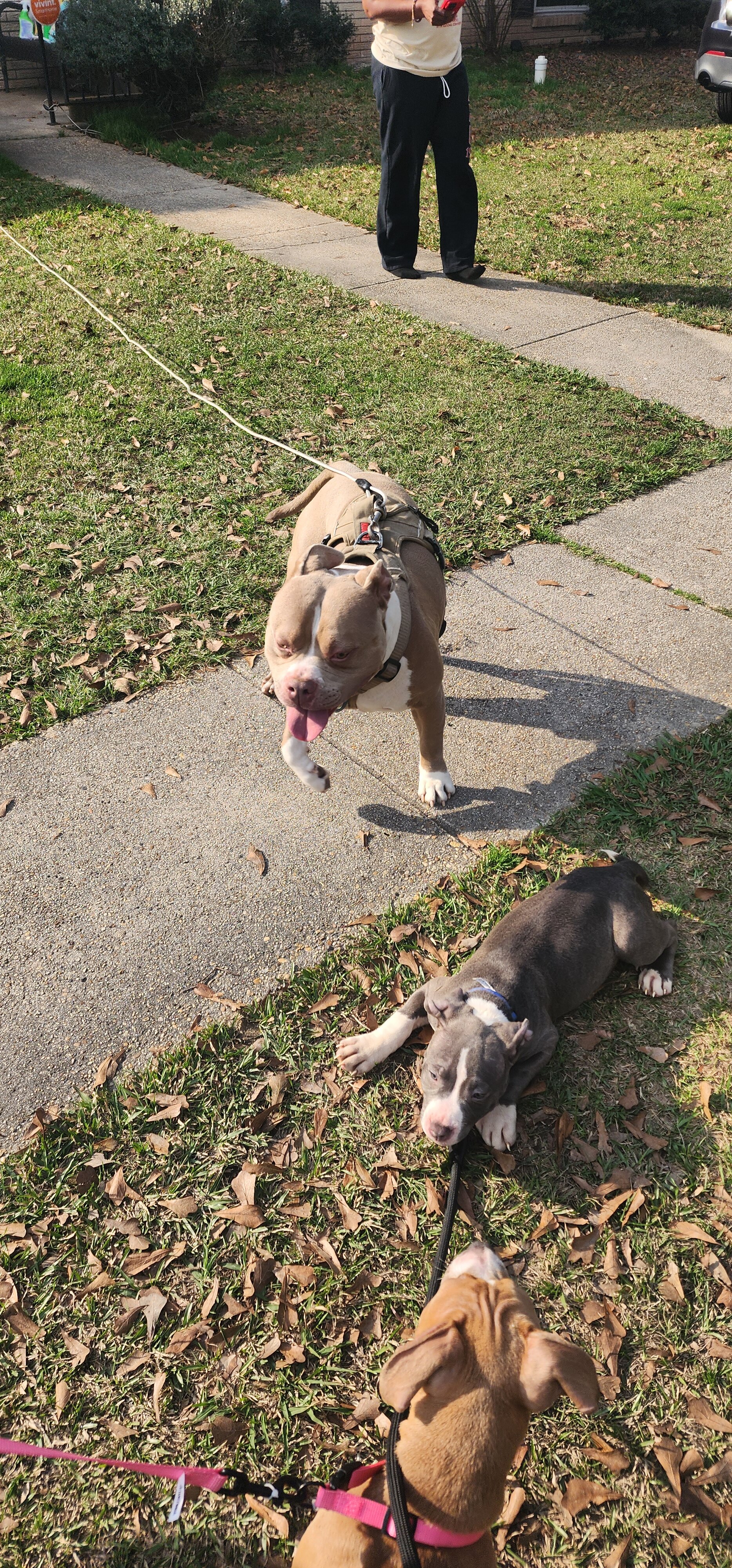 UKC Registered American Bully Puppies image 10