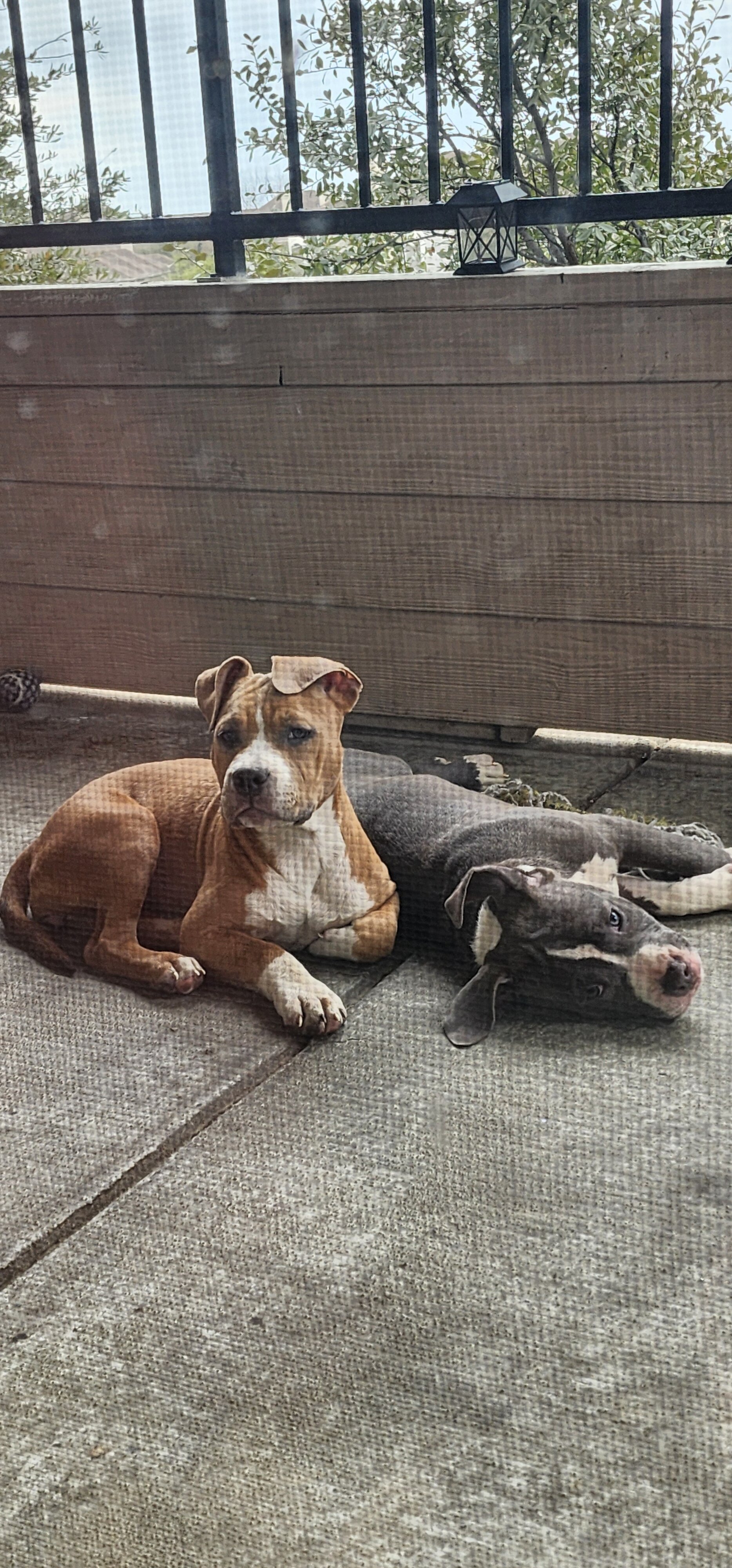 UKC Registered American Bully Puppies image 3