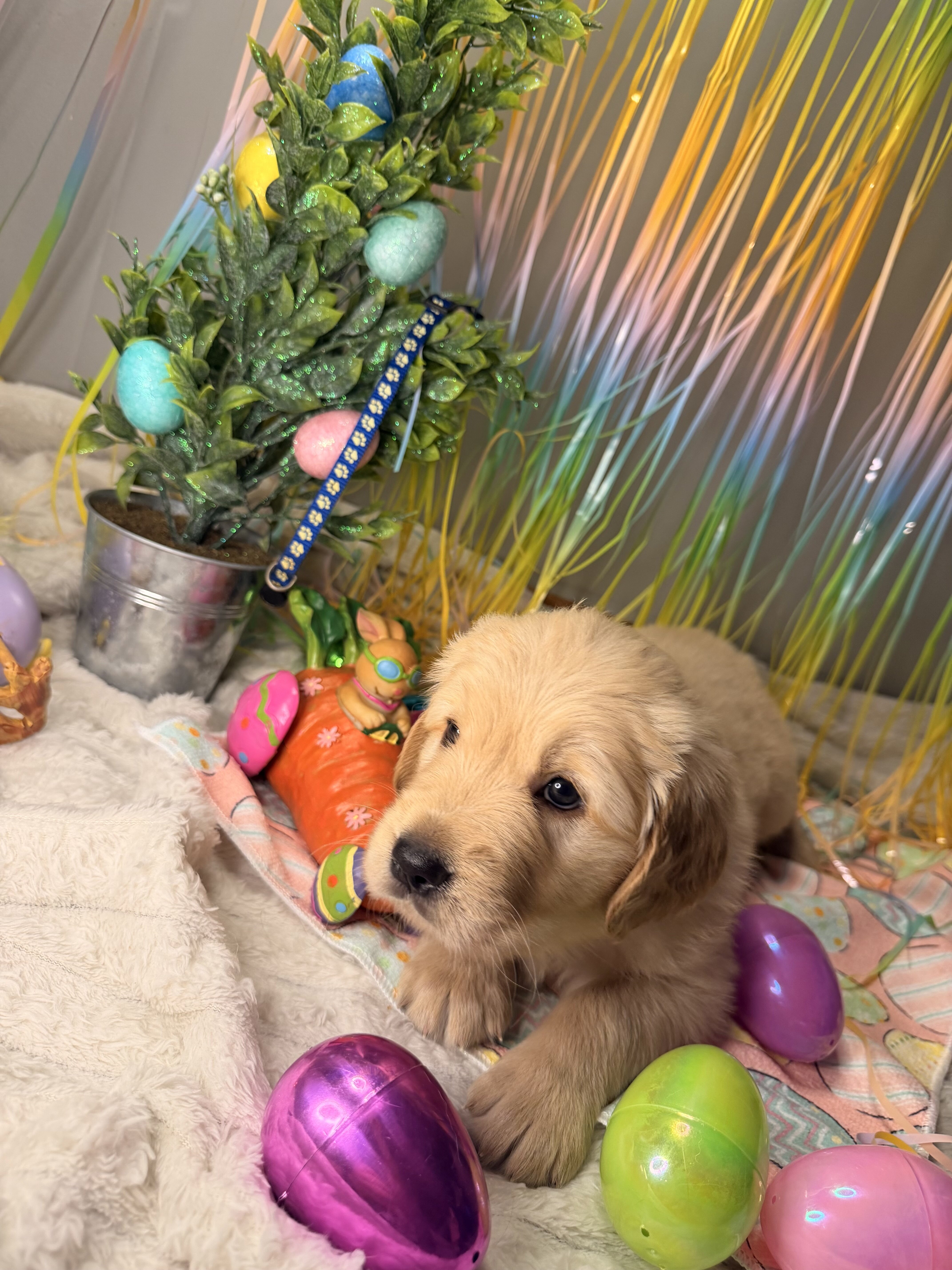 Golden Retriever puppies image 9
