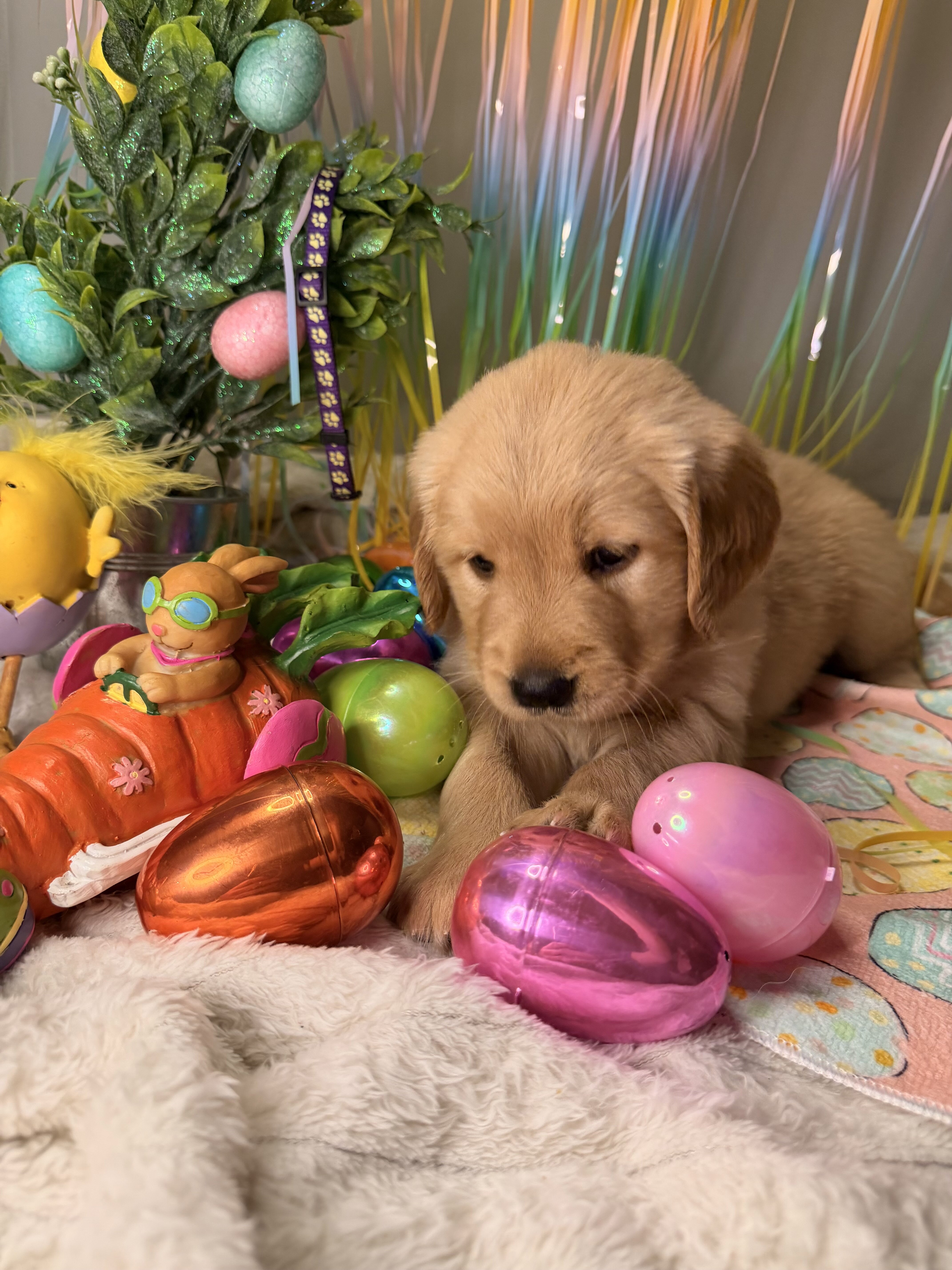 Golden Retriever puppies image 8