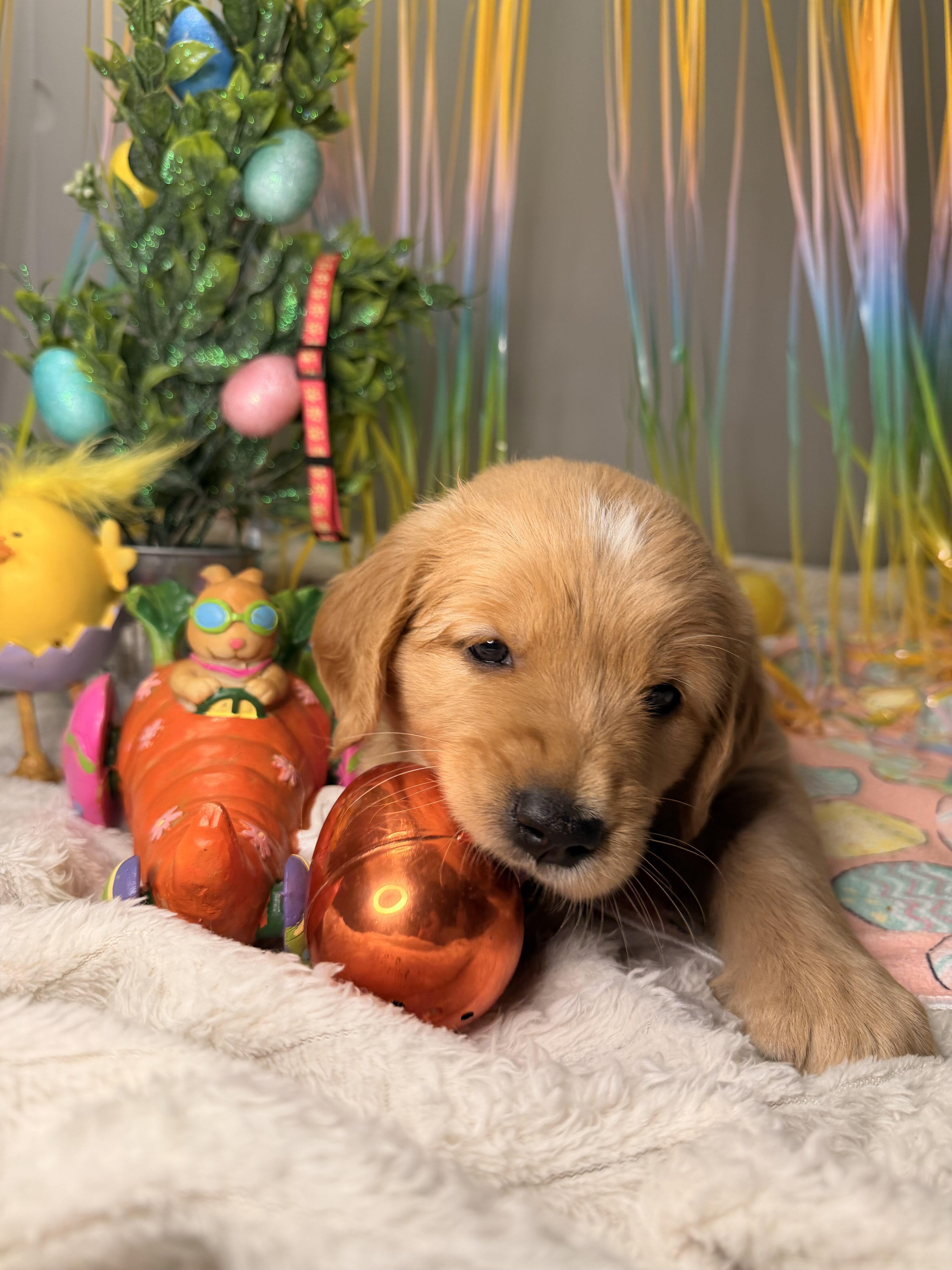 Golden Retriever puppies image 7