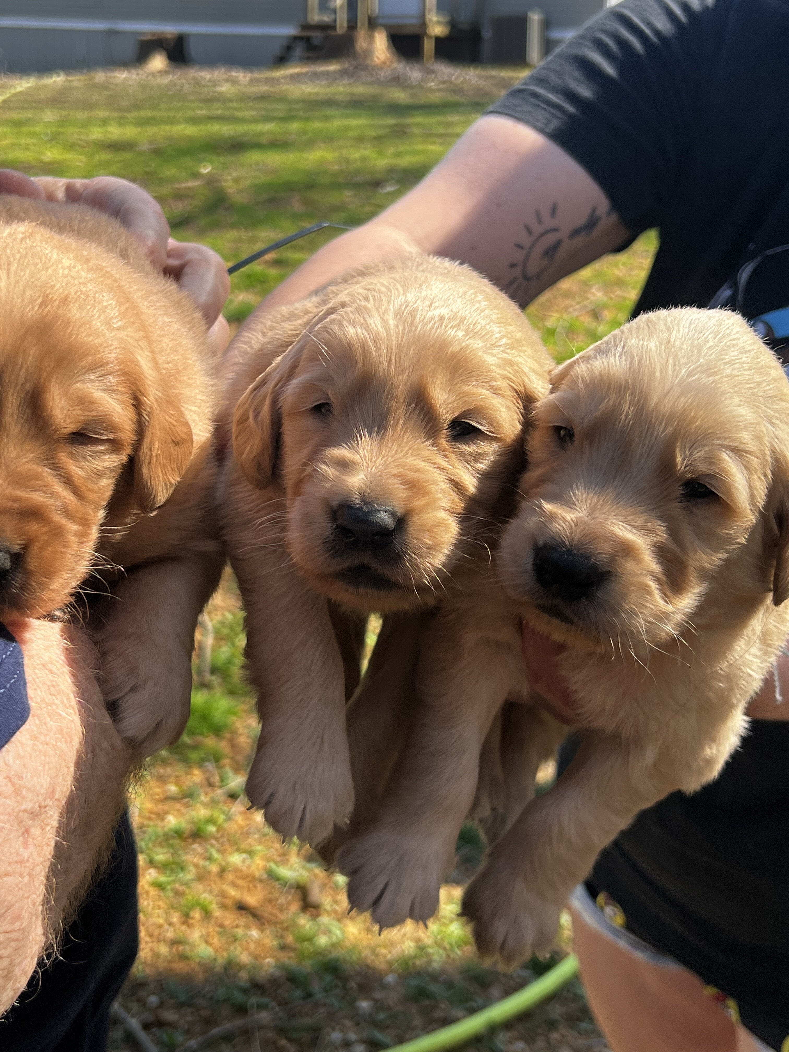 Golden Retriever puppies image 2