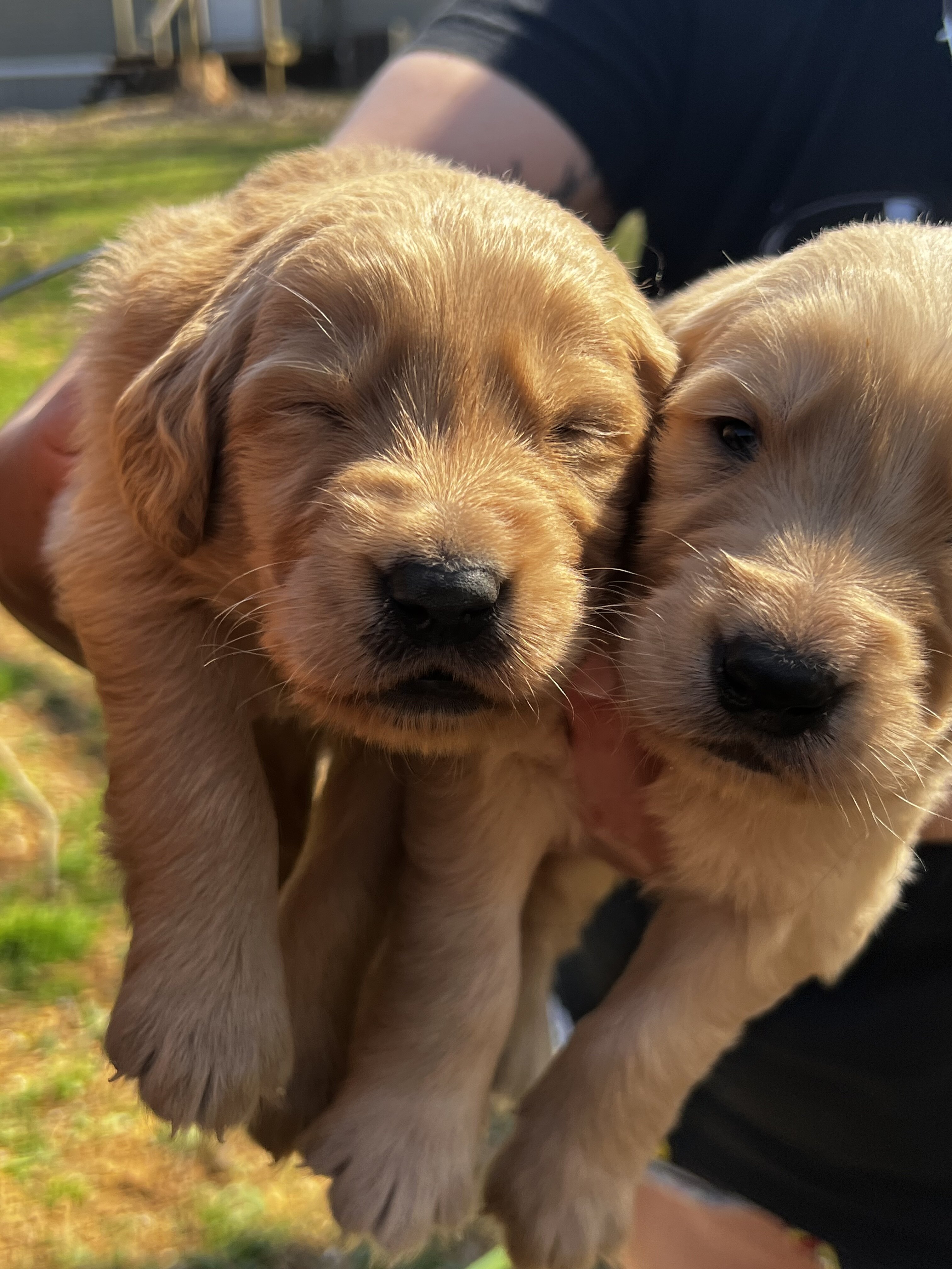 Golden Retriever puppies image 1