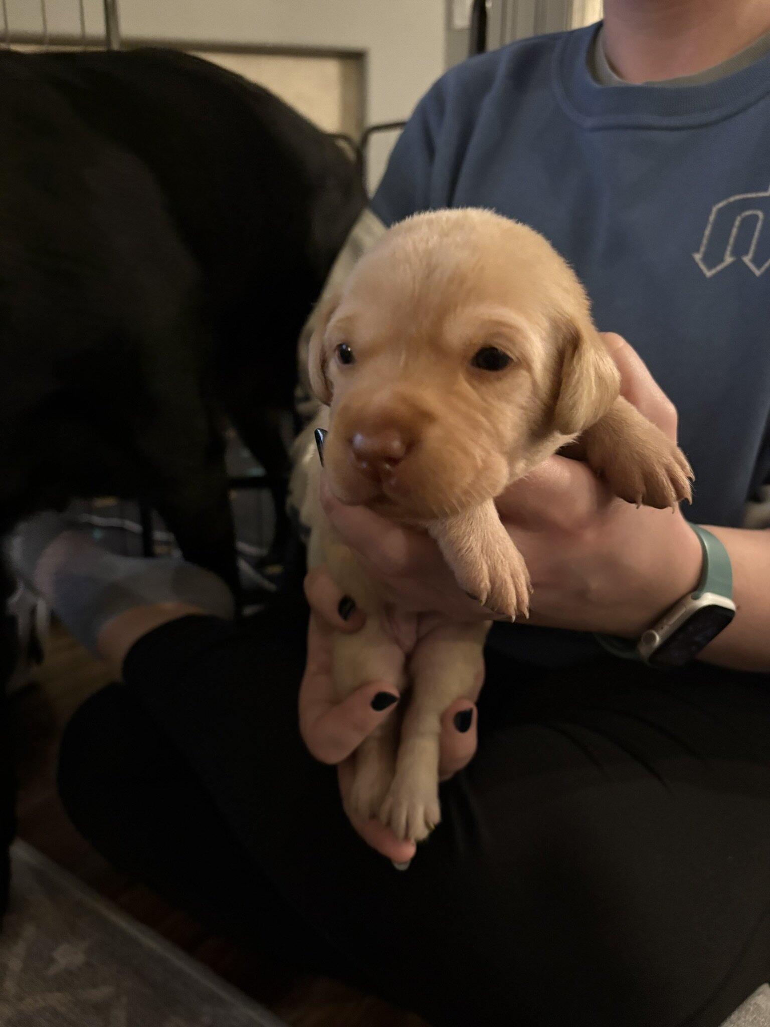 AKC Labrador Retrievers image 6