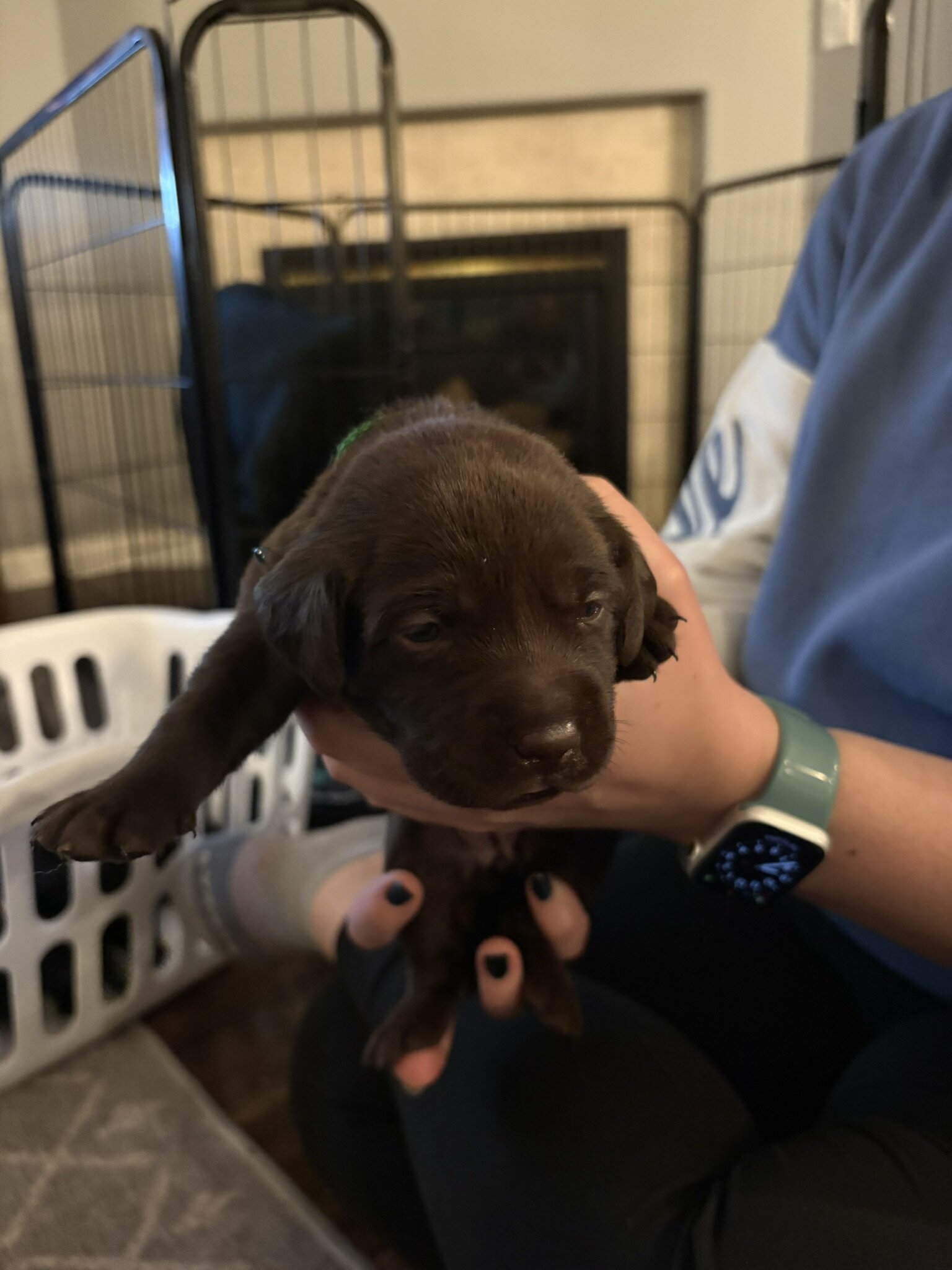 AKC Labrador Retrievers image 7