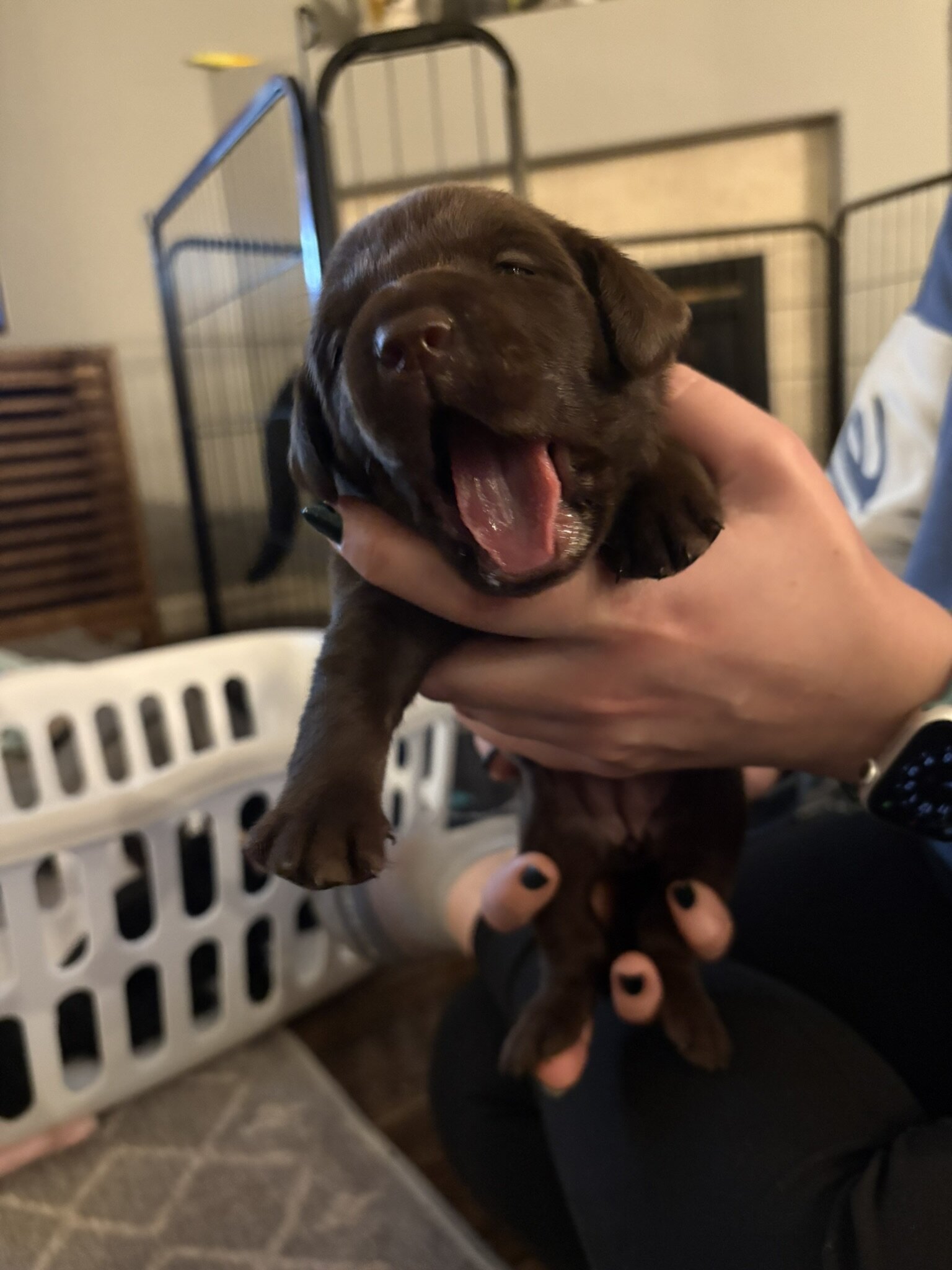 AKC Labrador Retrievers image 8