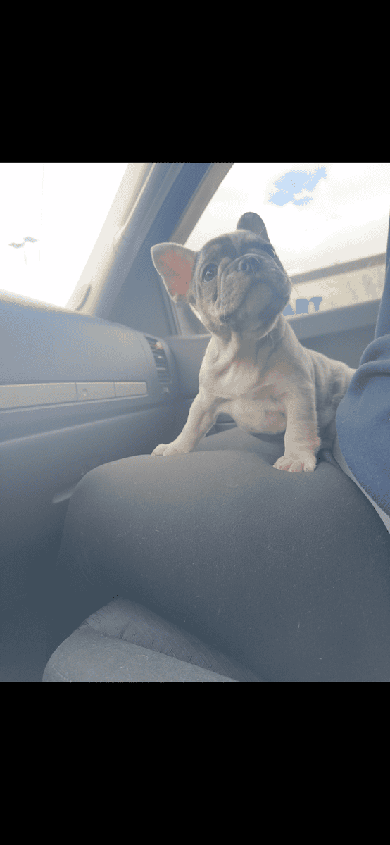 Frenchie image 2