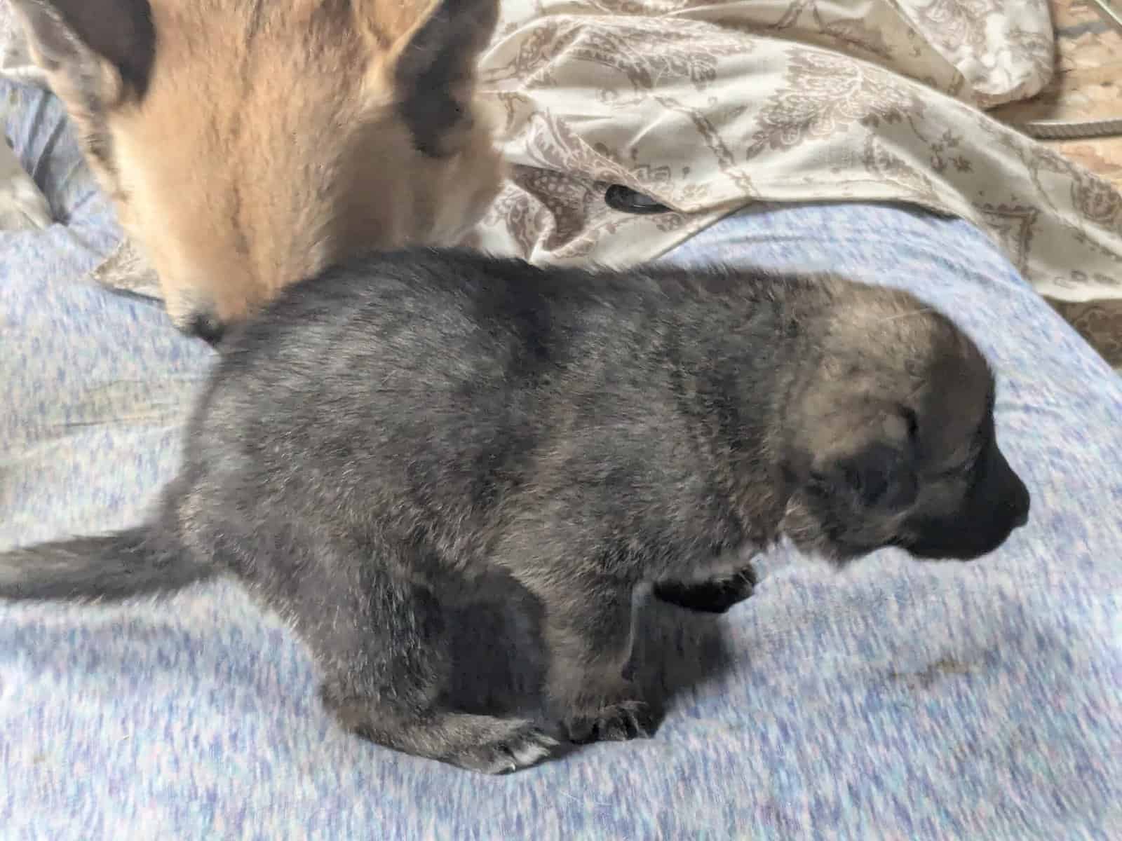AKC German Shepherd puppies image 2