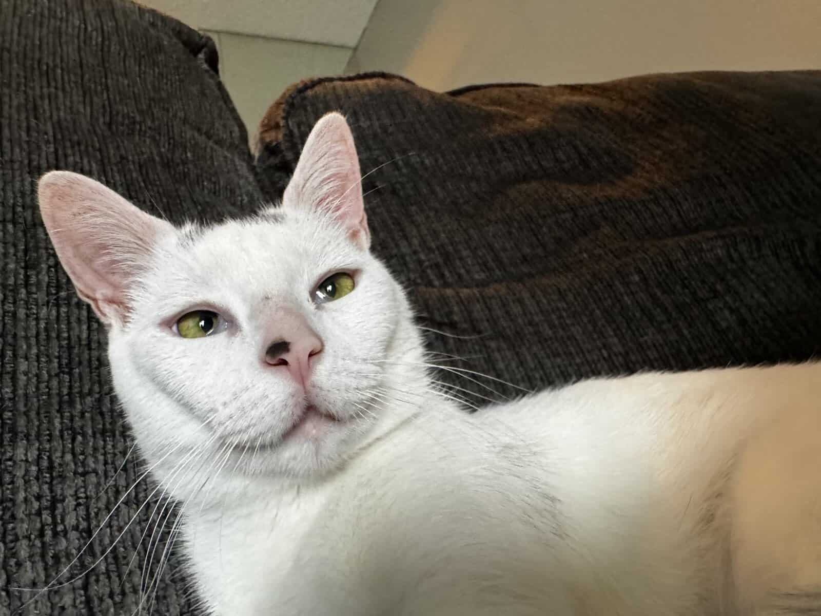 White Adult Cat needs a home image 4