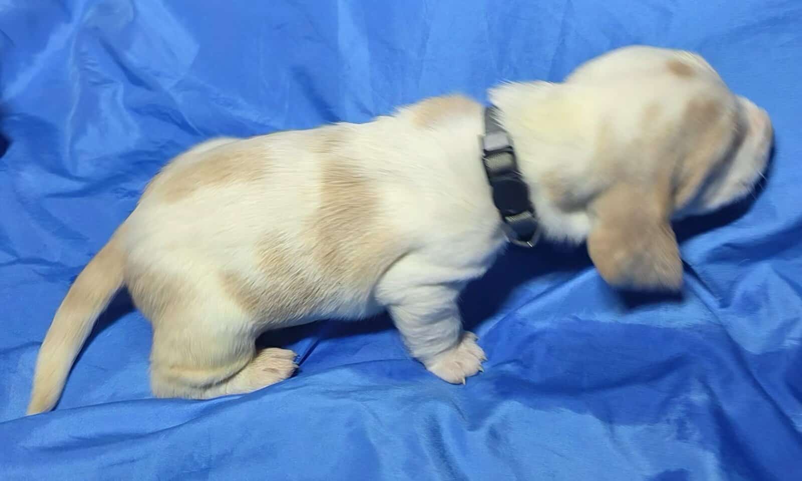 Scott- male baby basset hound image 8