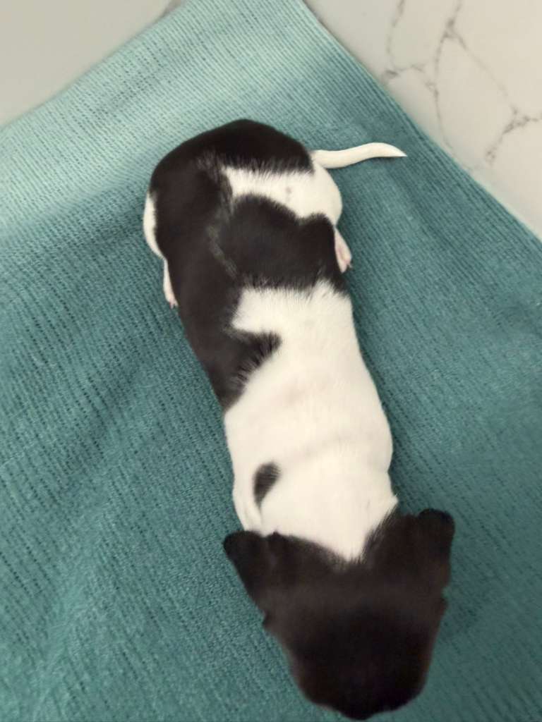 Dachshund female image 5