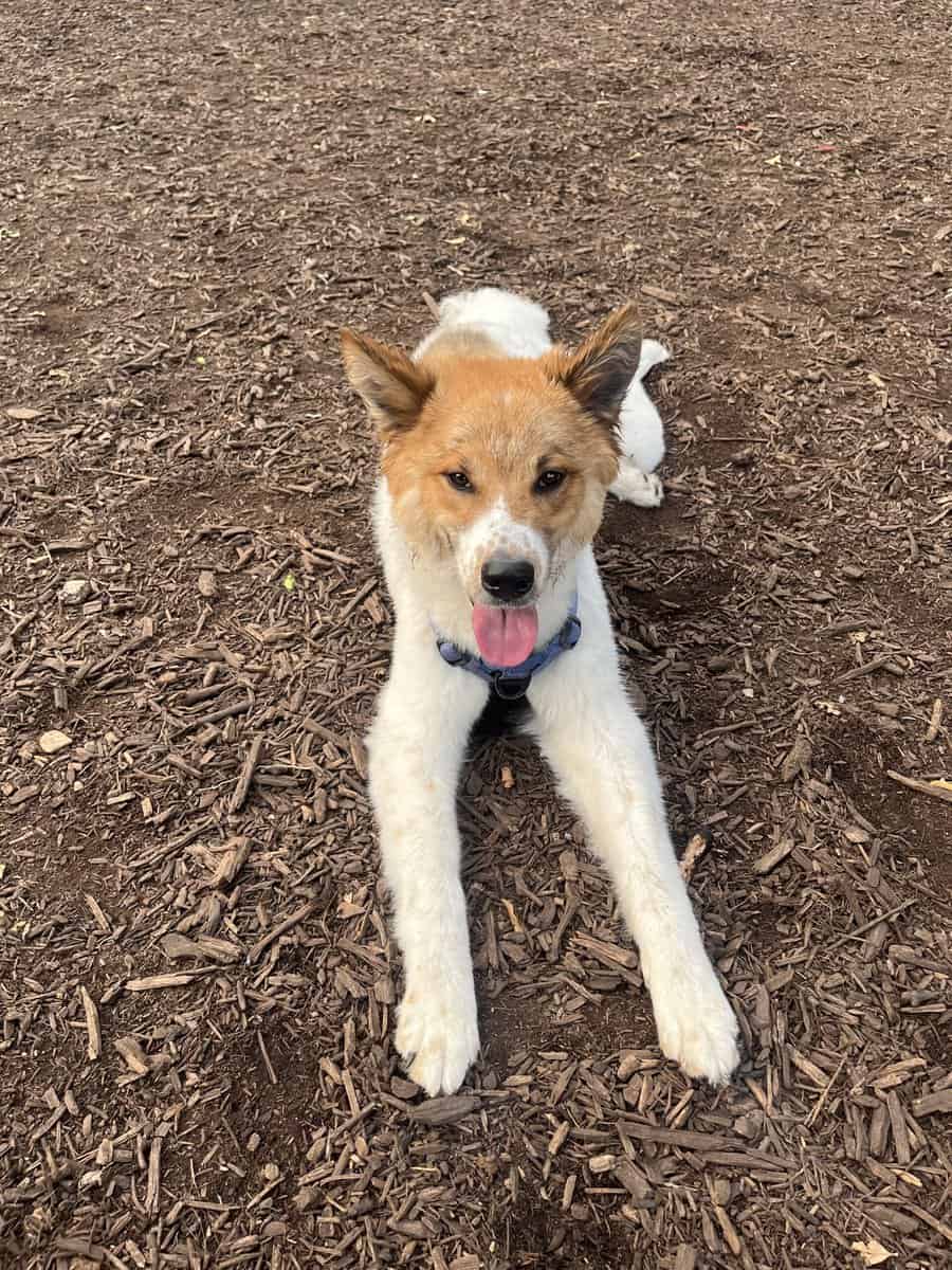 Rehome Benji image 1