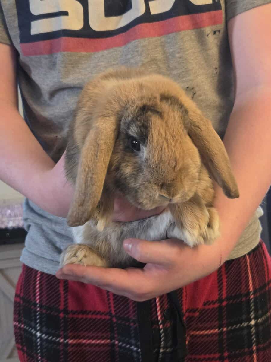 Mini lop image 2