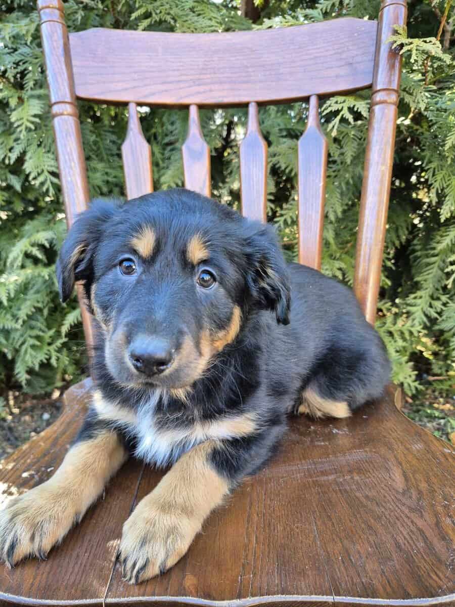 English Shepherd Lilly image 1