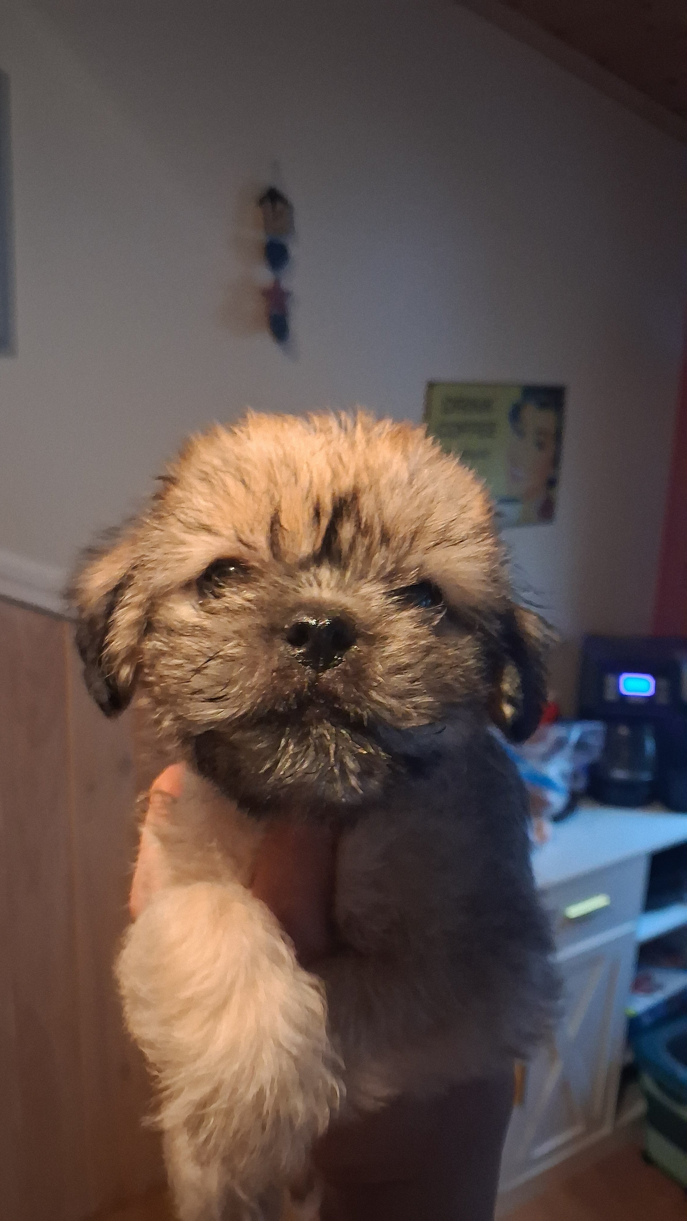 Pug Terrier Mix (Tuggies) image 1