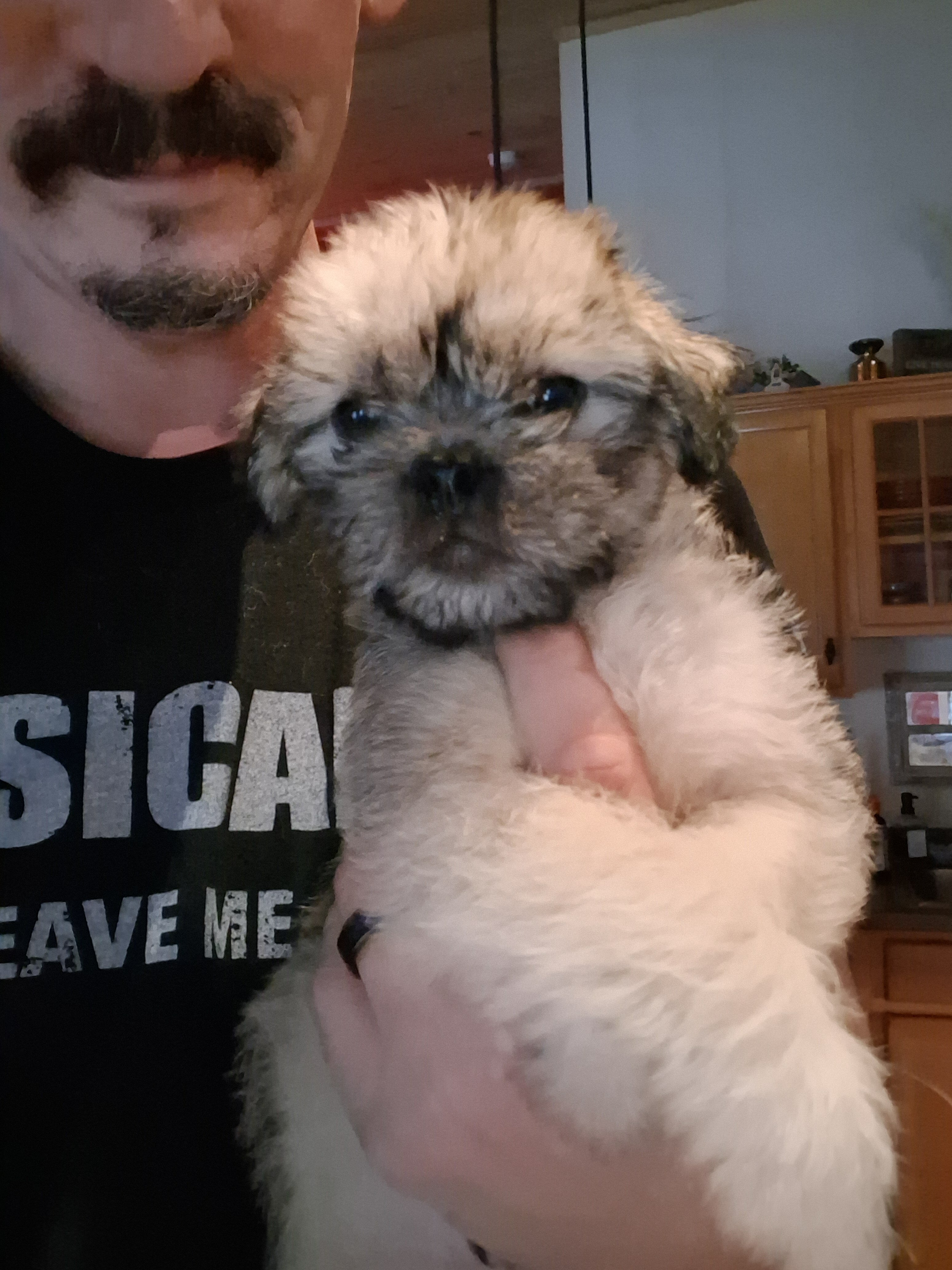 Pug Terrier Mix (Tuggies) image 3