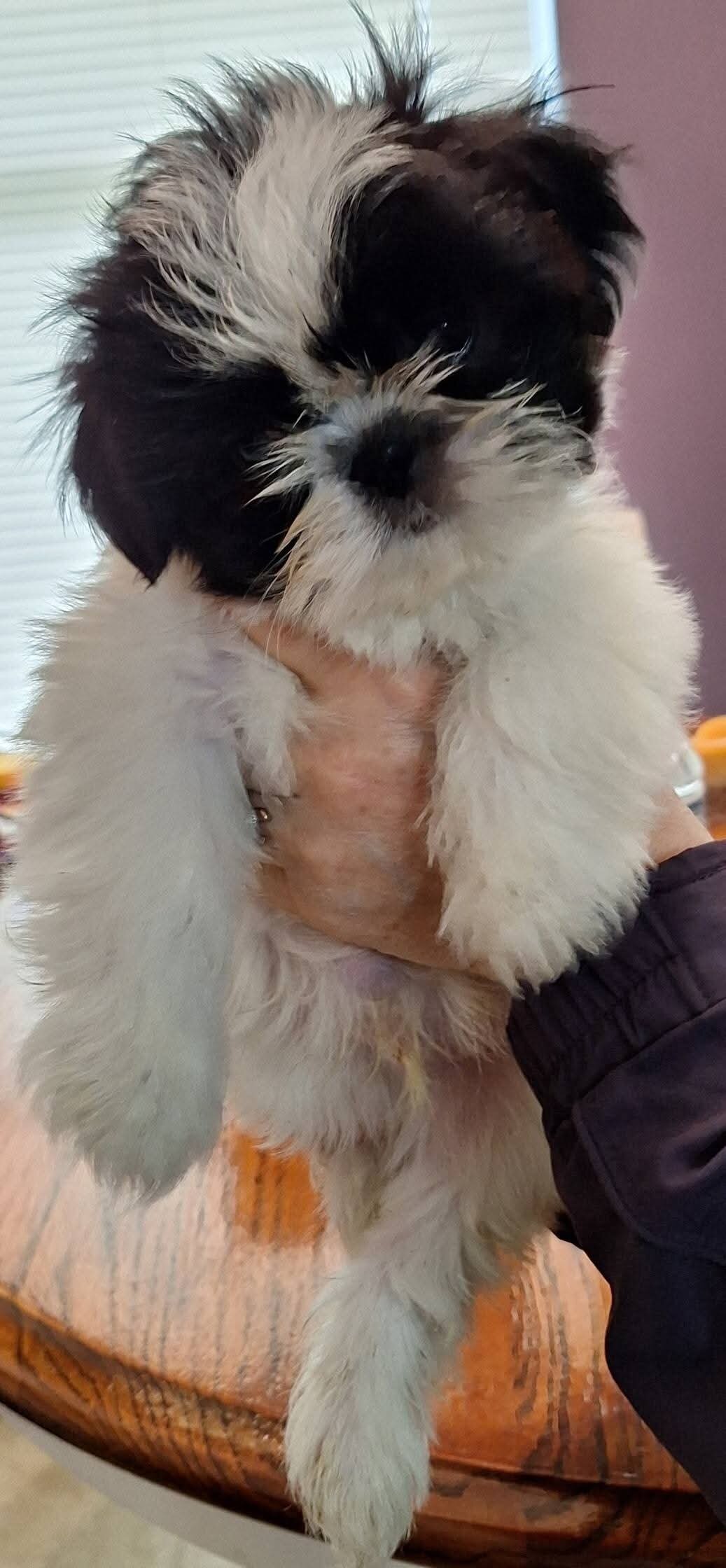Bandit the Shitzu image 3