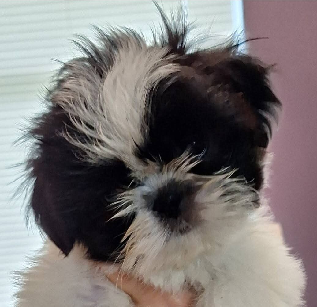 Bandit the Shitzu image 1