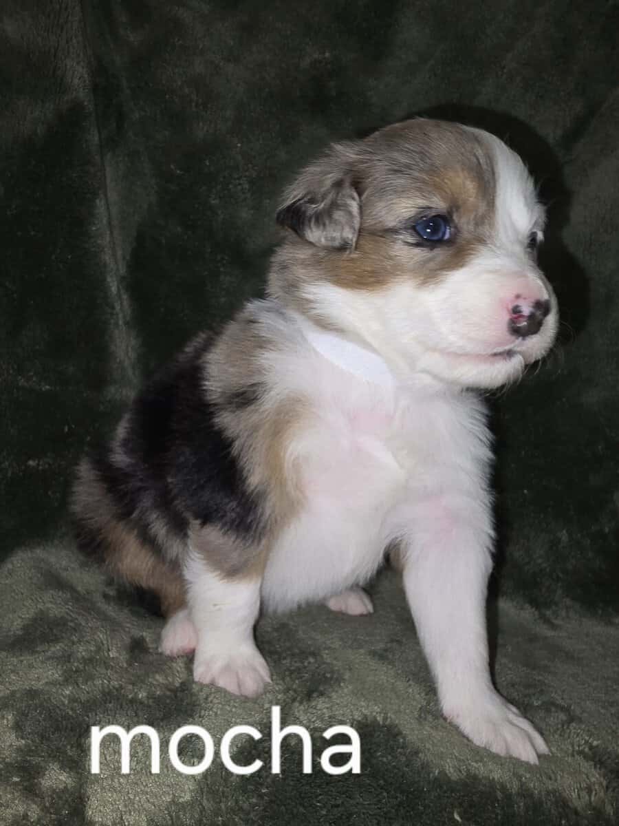Australian shepherd puppies image 1