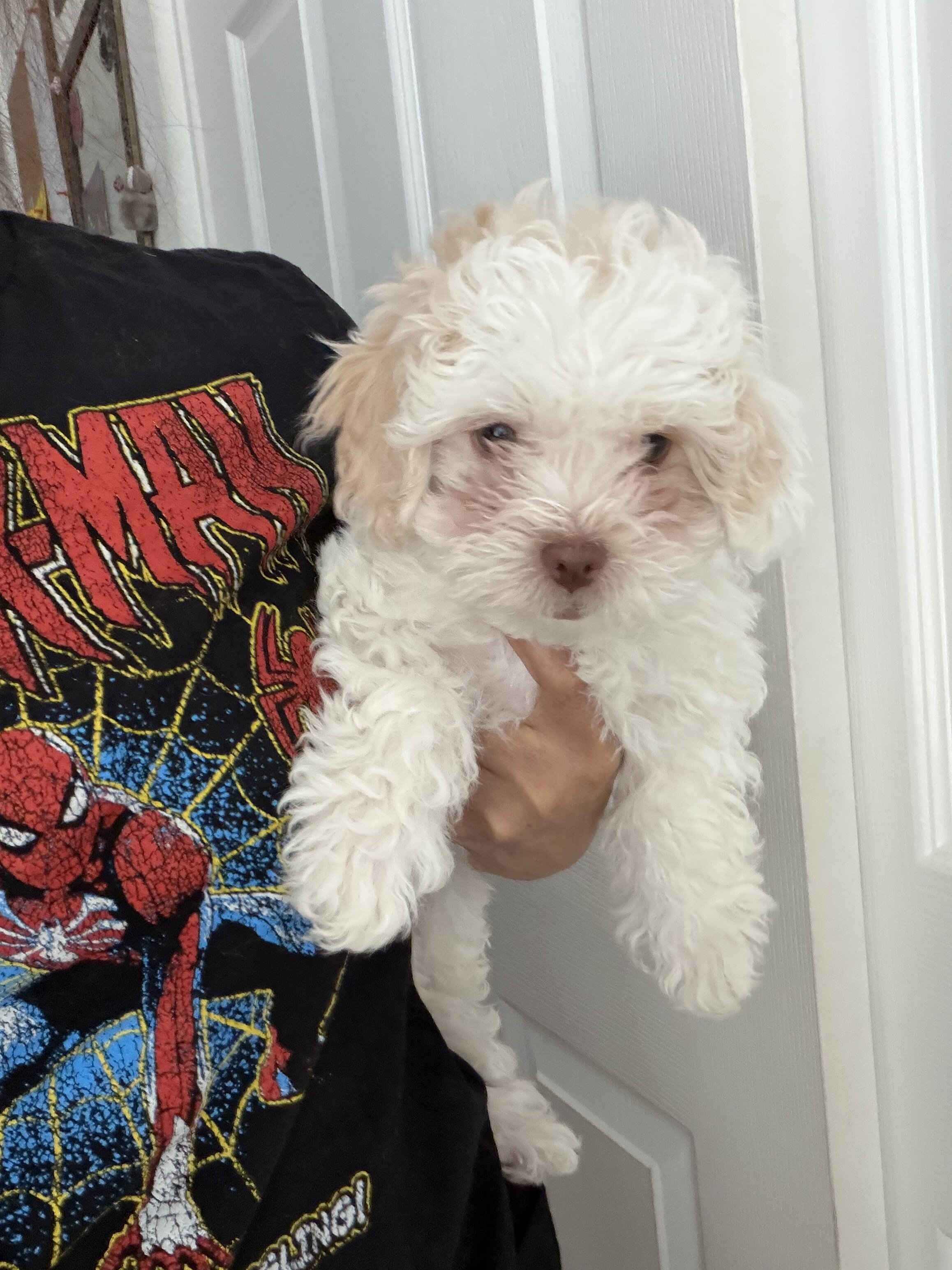 Havapoo/ Havanese-mini poodle image 2