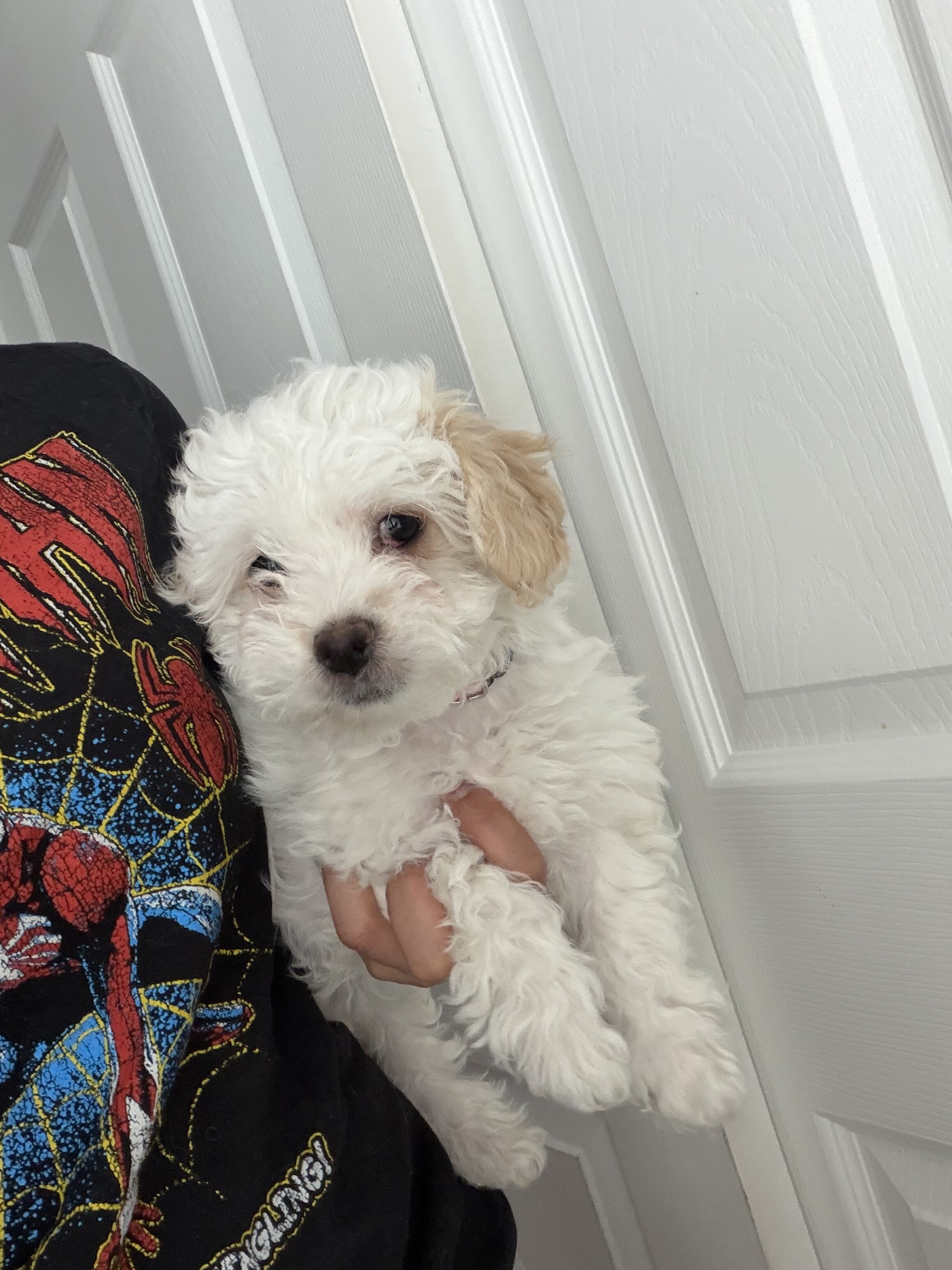Havapoo/ Havanese-mini poodle image 1
