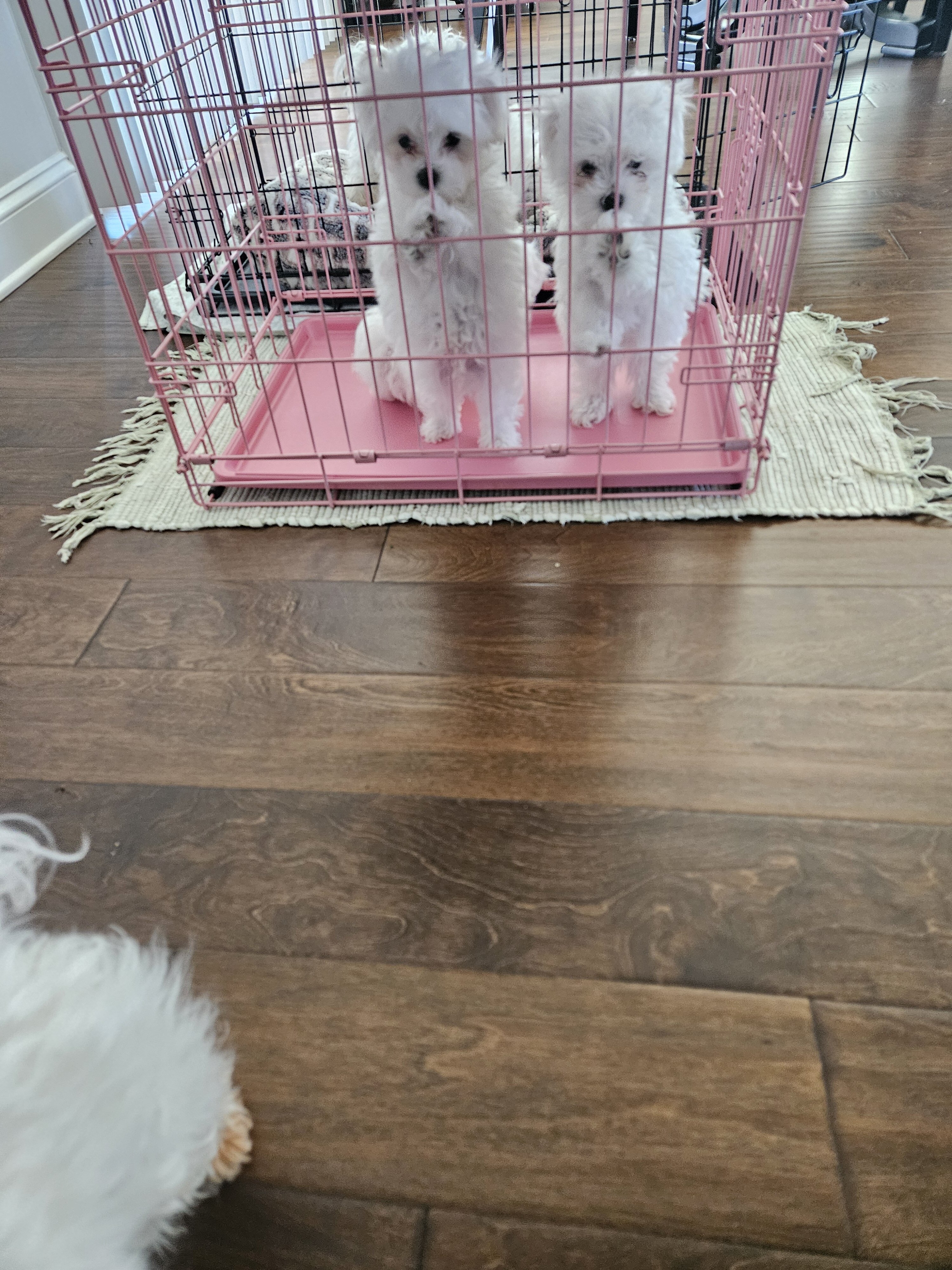 Purebred Registered Teacup/Toy Malteses image 5