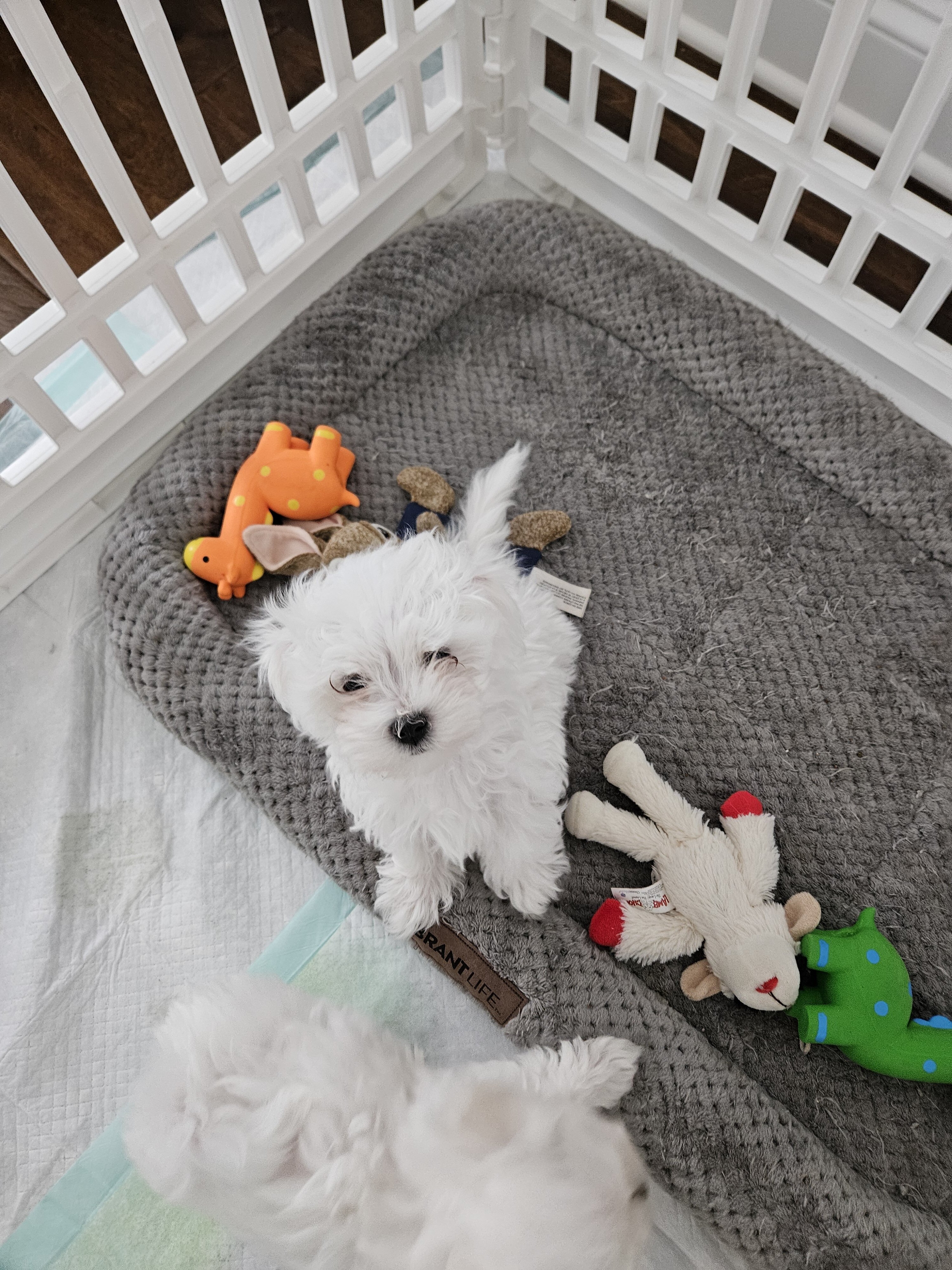 Purebred Registered Teacup/Toy Malteses image 6