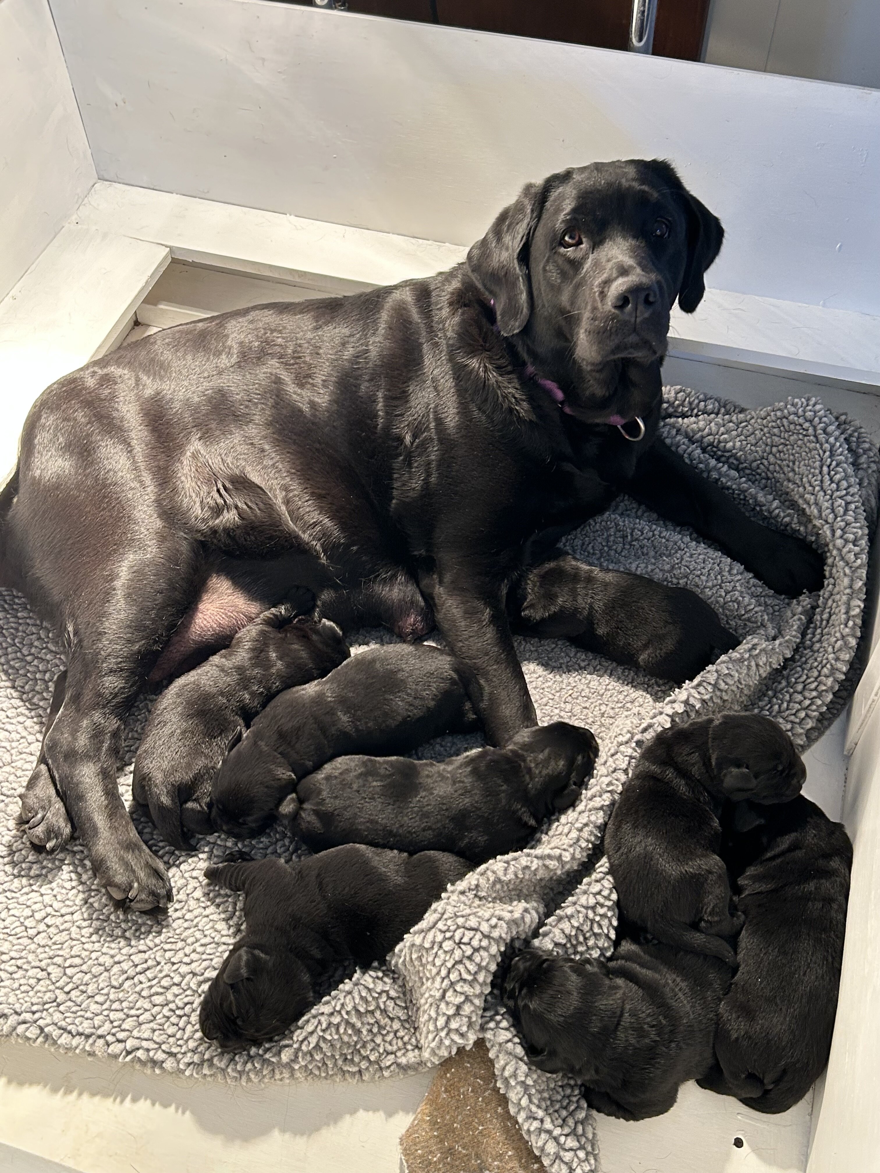 English style Labrador retrievers image 4