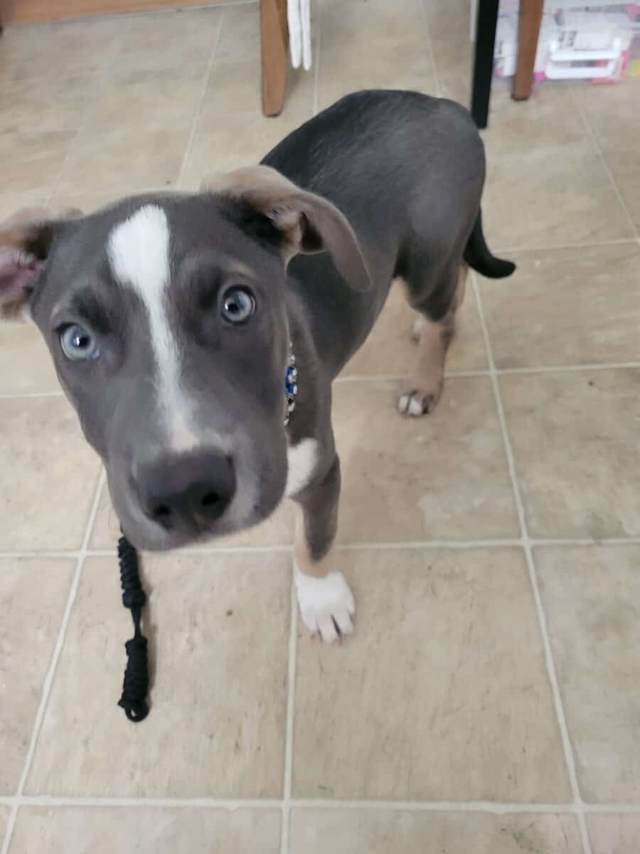 3m f pit terrier, w vet meds, food + acc's image 6